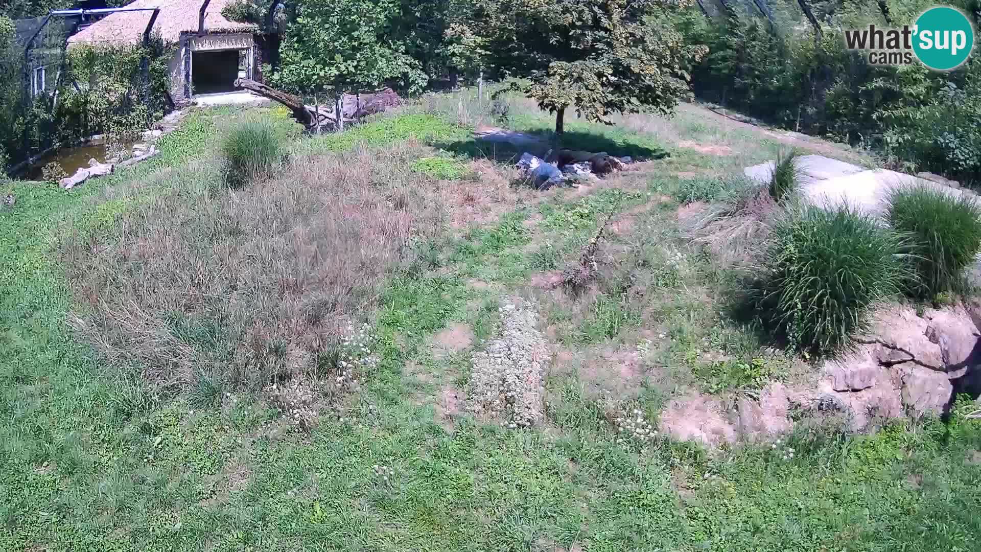 Live Ljubljana Zoo webcam Lion