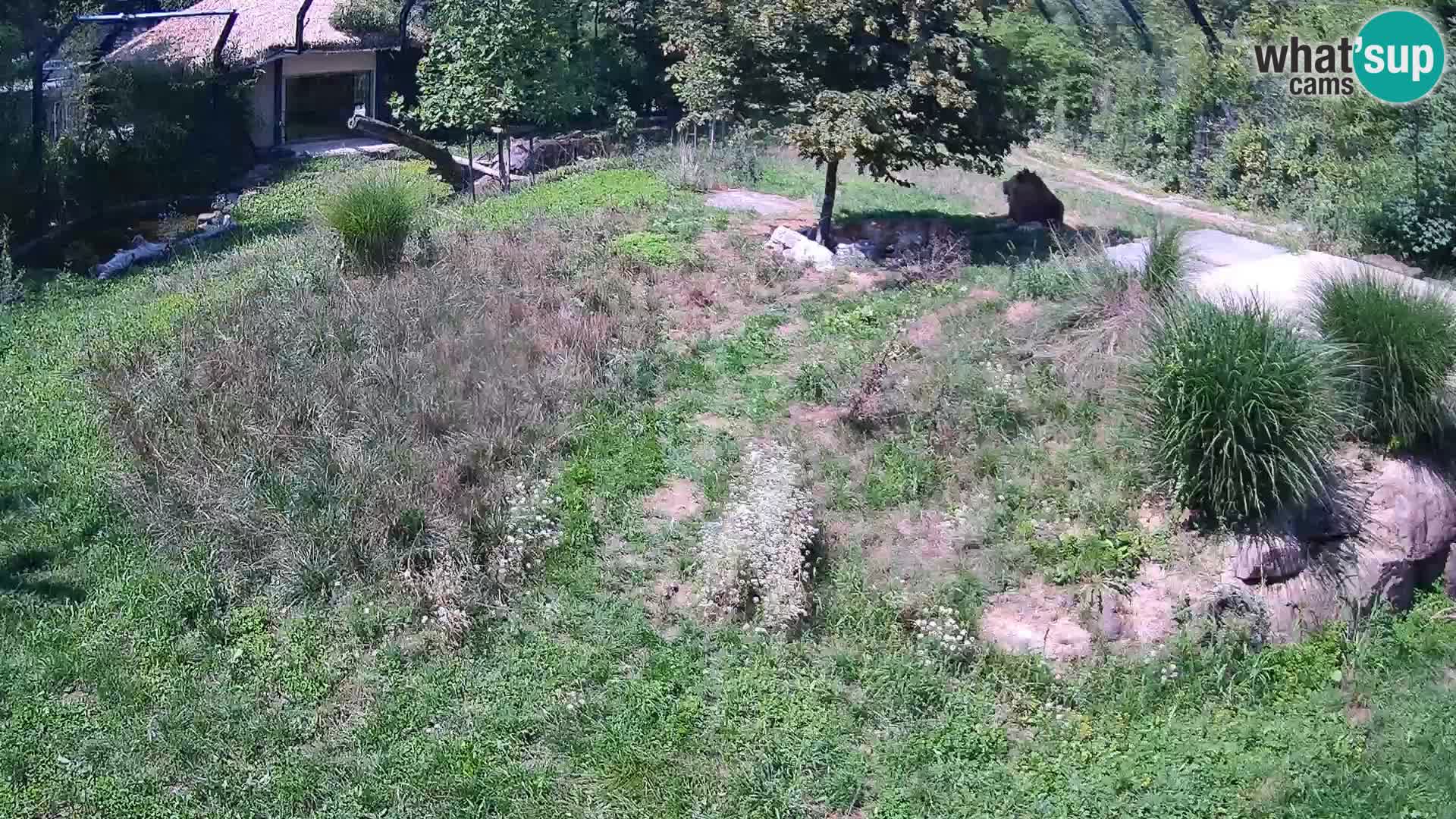 Live Ljubljana Zoo webcam Lion