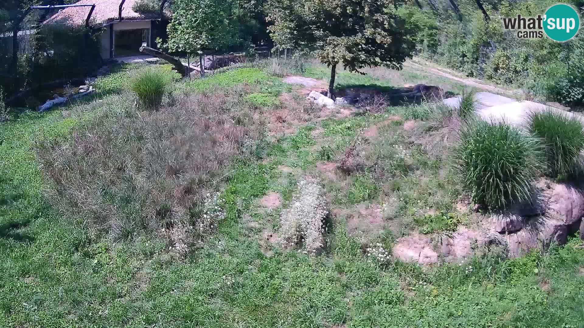 Zoo Lubiana live webcam Leoni