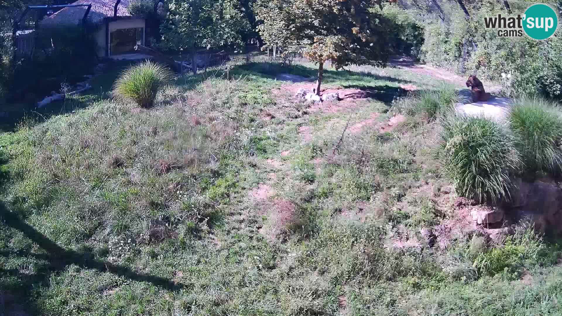 Zoo Ljubljana camera en vivo Leones