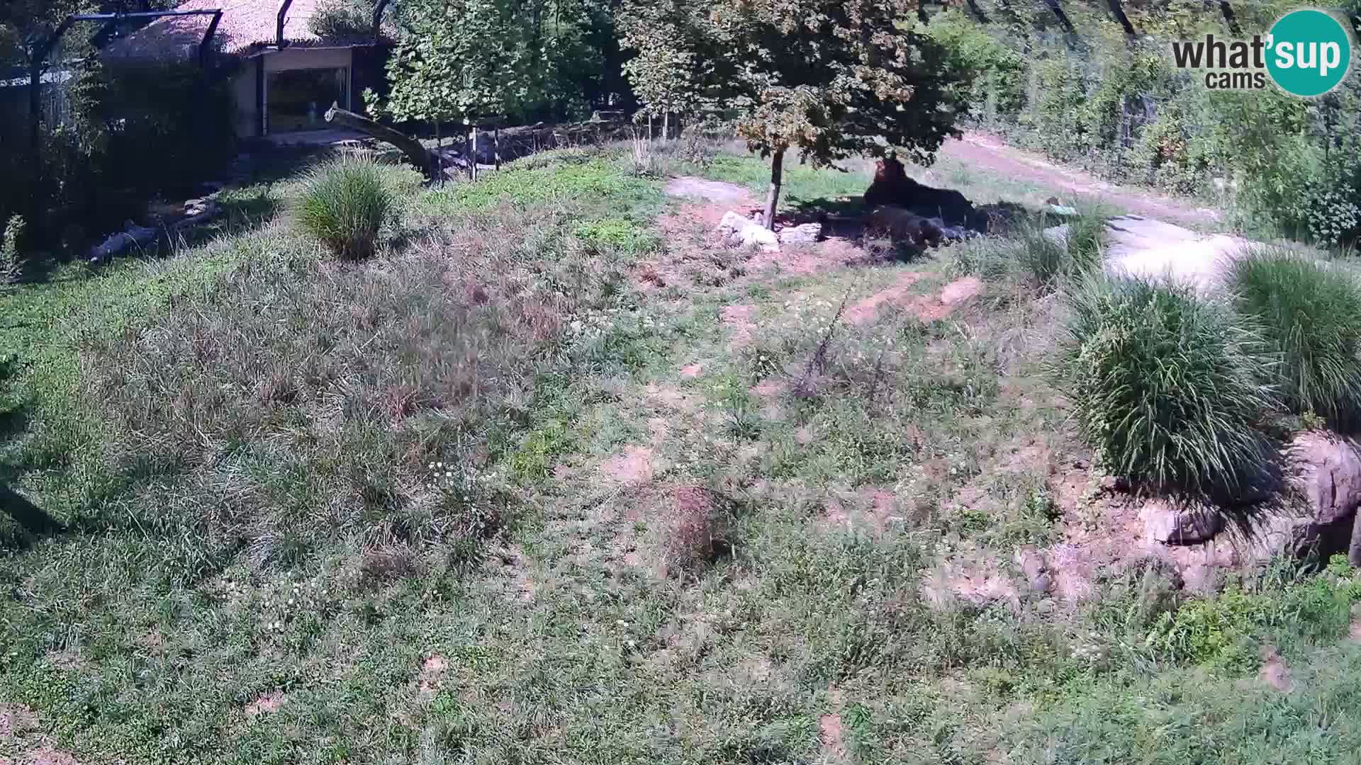 Ljubljana Zoo webcam Lion