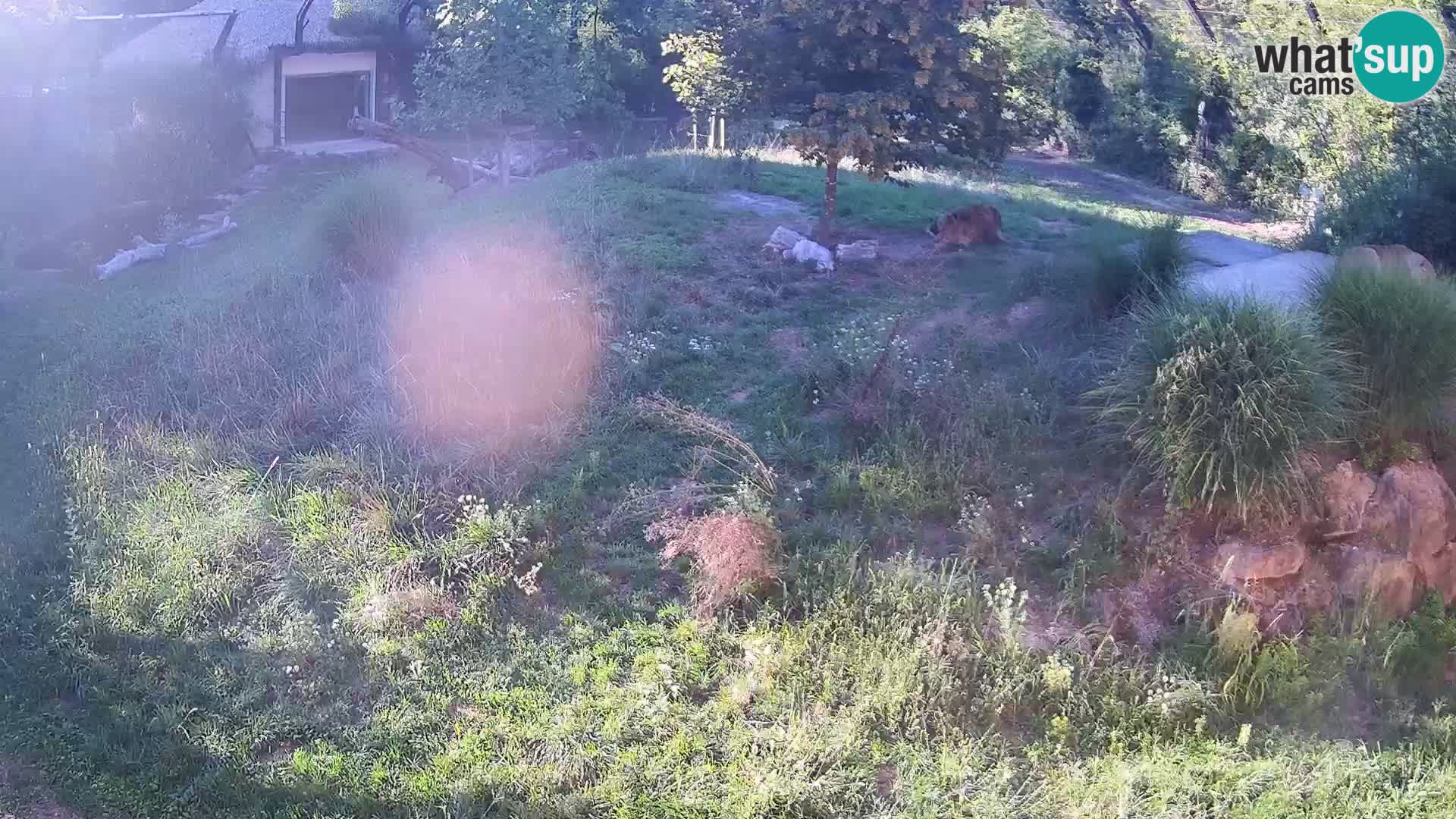 Zoo Lubiana live webcam Leoni