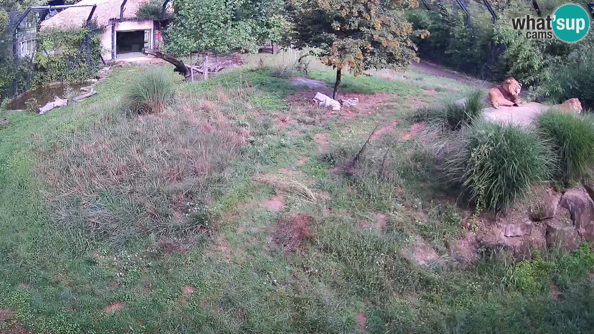 Live Ljubljana Zoo webcam Lion