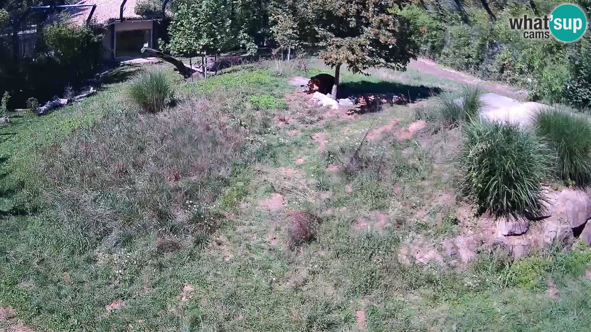 Zoo Ljubljana camera en vivo Leones