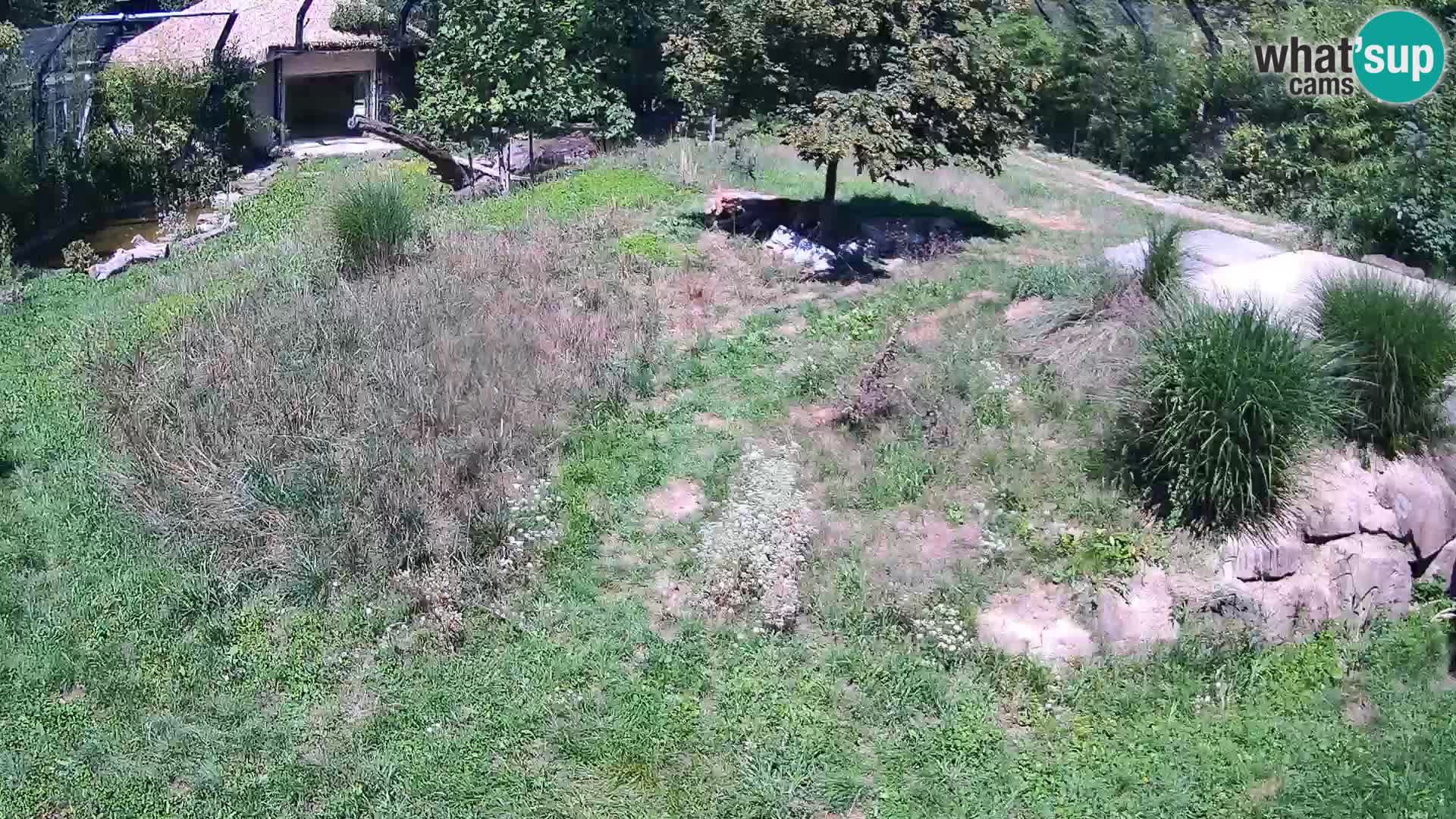 Live Ljubljana Zoo webcam Lion