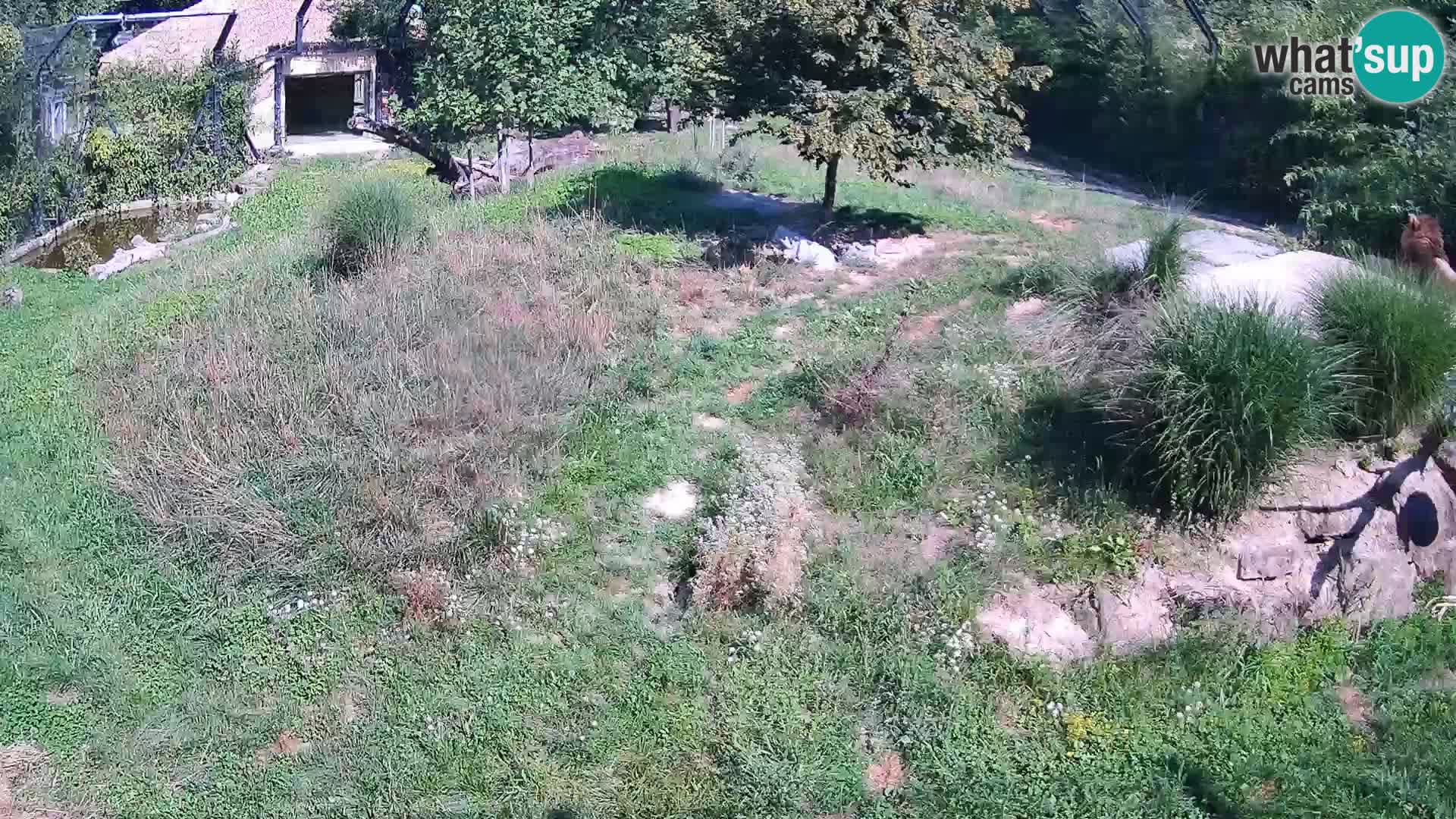 Živalski vrt Ljubljana kamera v živo Levi