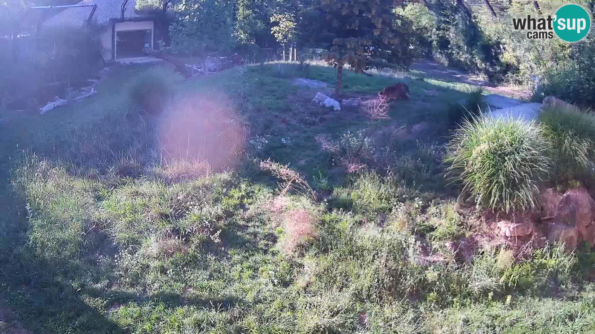 Live Ljubljana Zoo webcam Lion