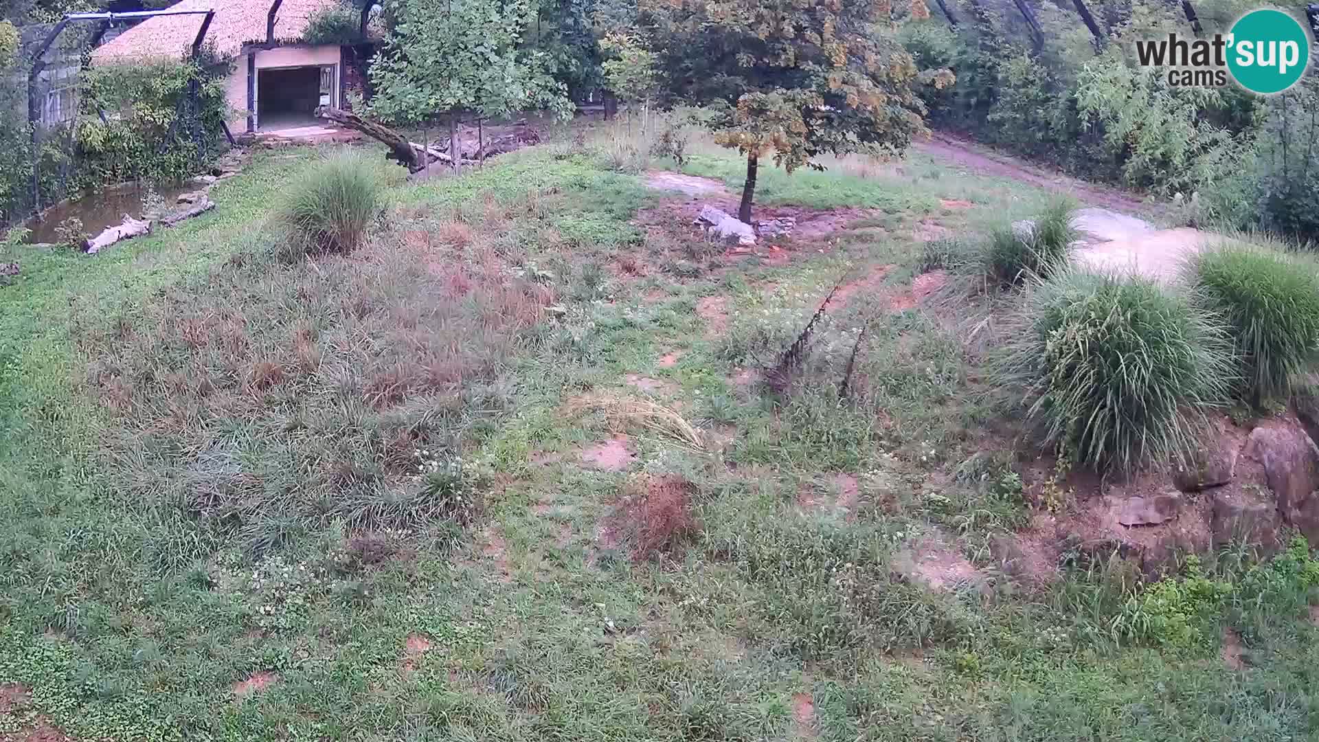 Zoo Ljubljana web kamera Lavovi