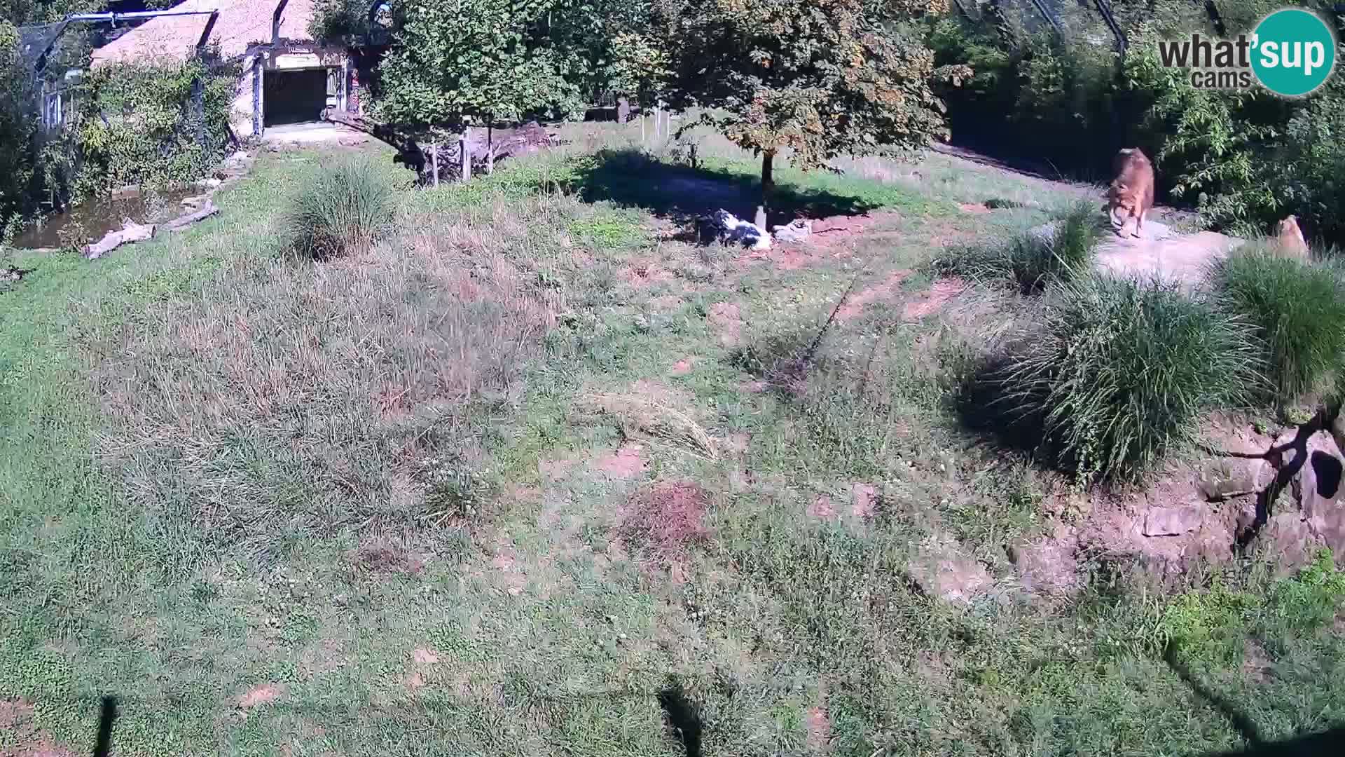 Zoo Ljubljana webcam Löwen