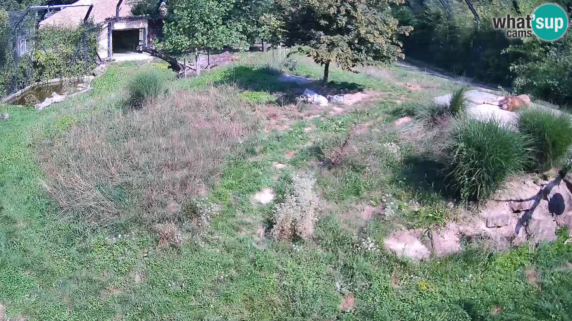 Živalski vrt Ljubljana kamera v živo Levi