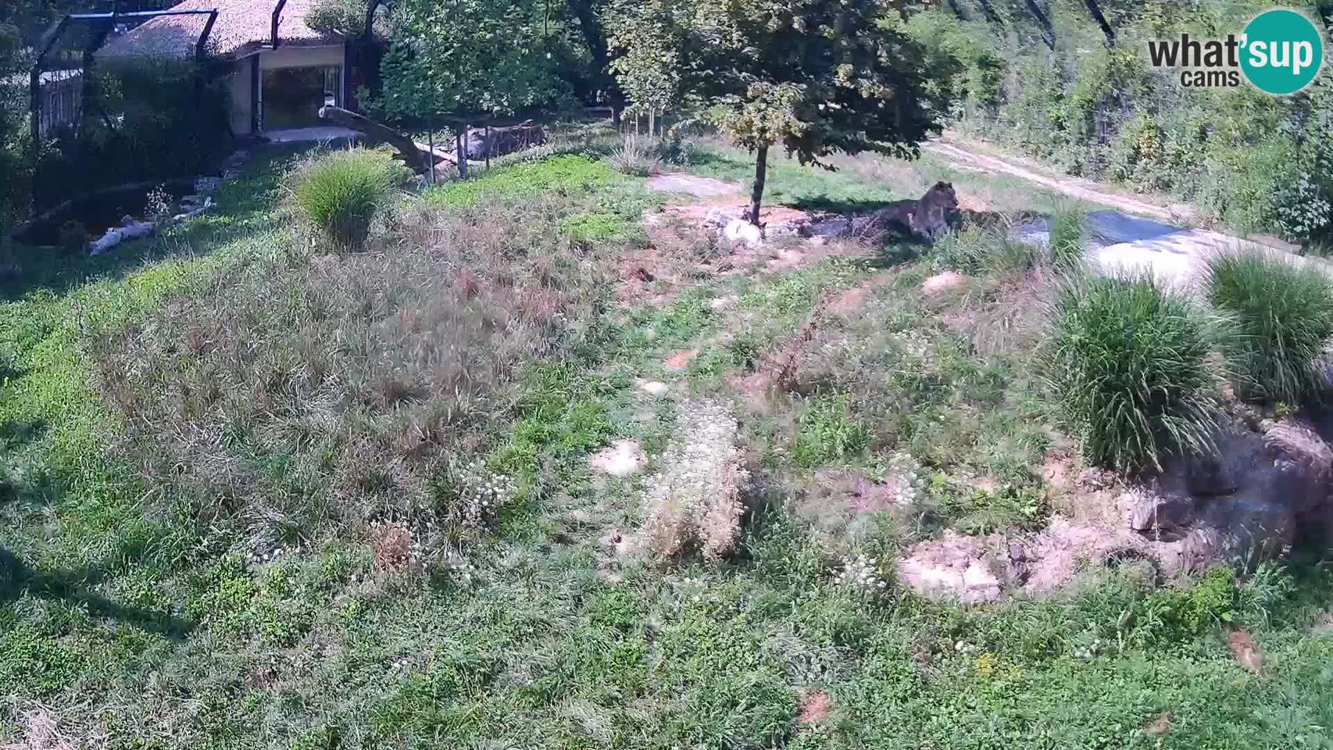Zoo Ljubljana web kamera Lavovi