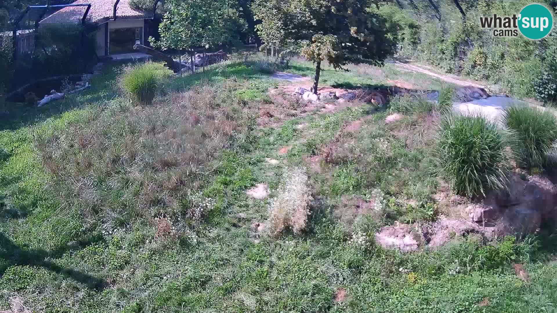 Zoo Lubiana live webcam Leoni