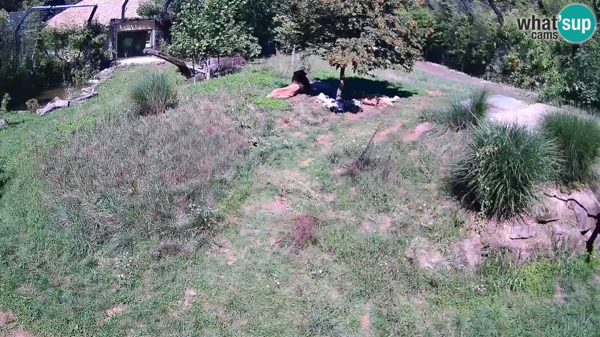 Zoo Ljubljana camera en vivo Leones