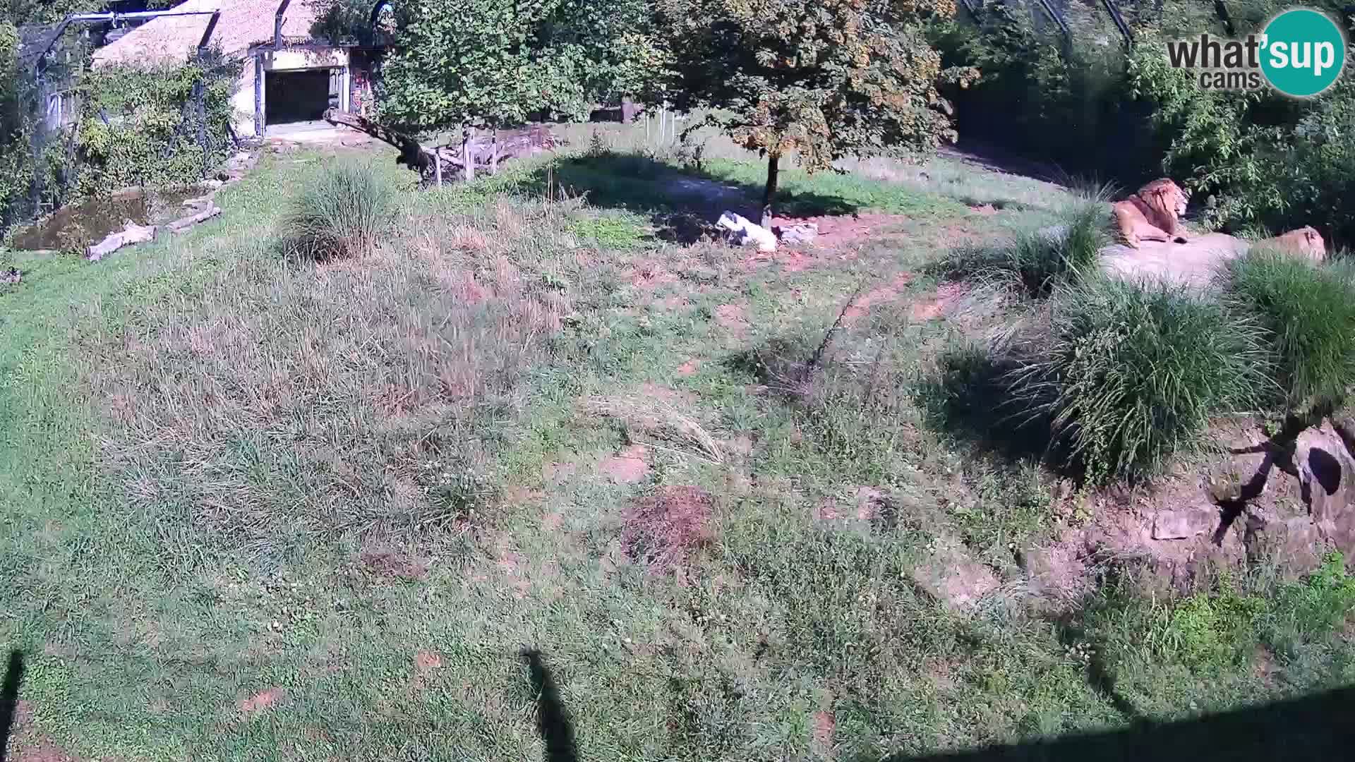 Zoo Lubiana live webcam Leoni