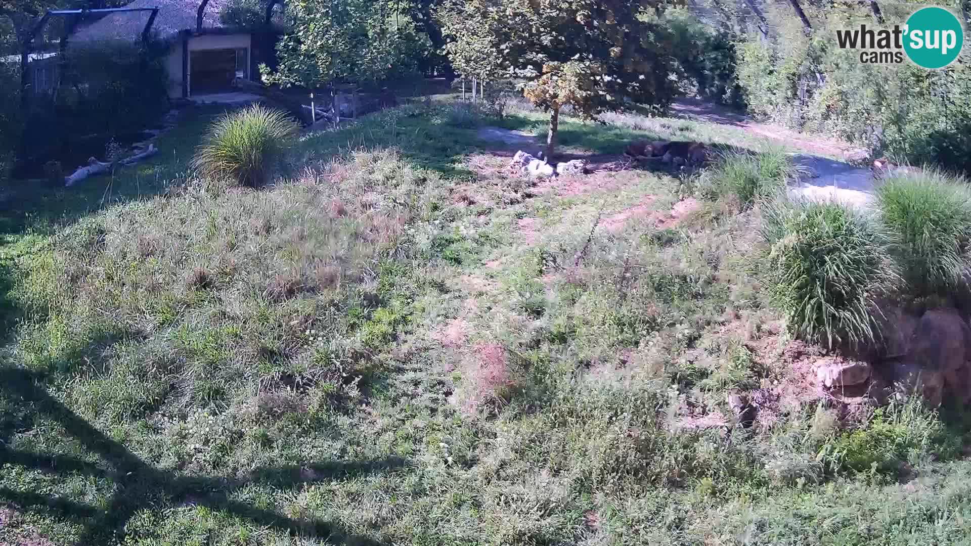 Zoo Ljubljana camera en vivo Leones