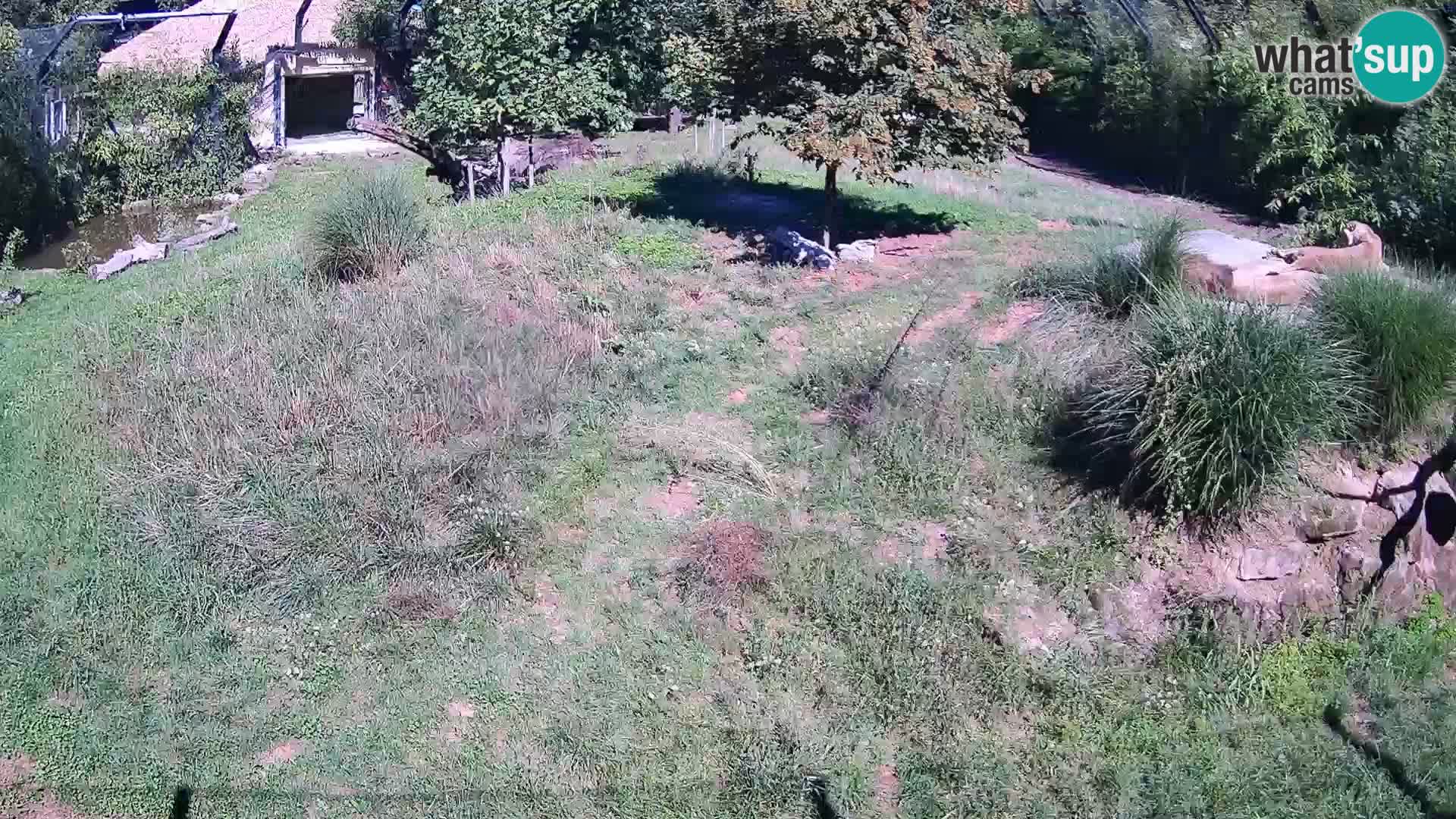 Zoo Ljubljana camera en vivo Leones