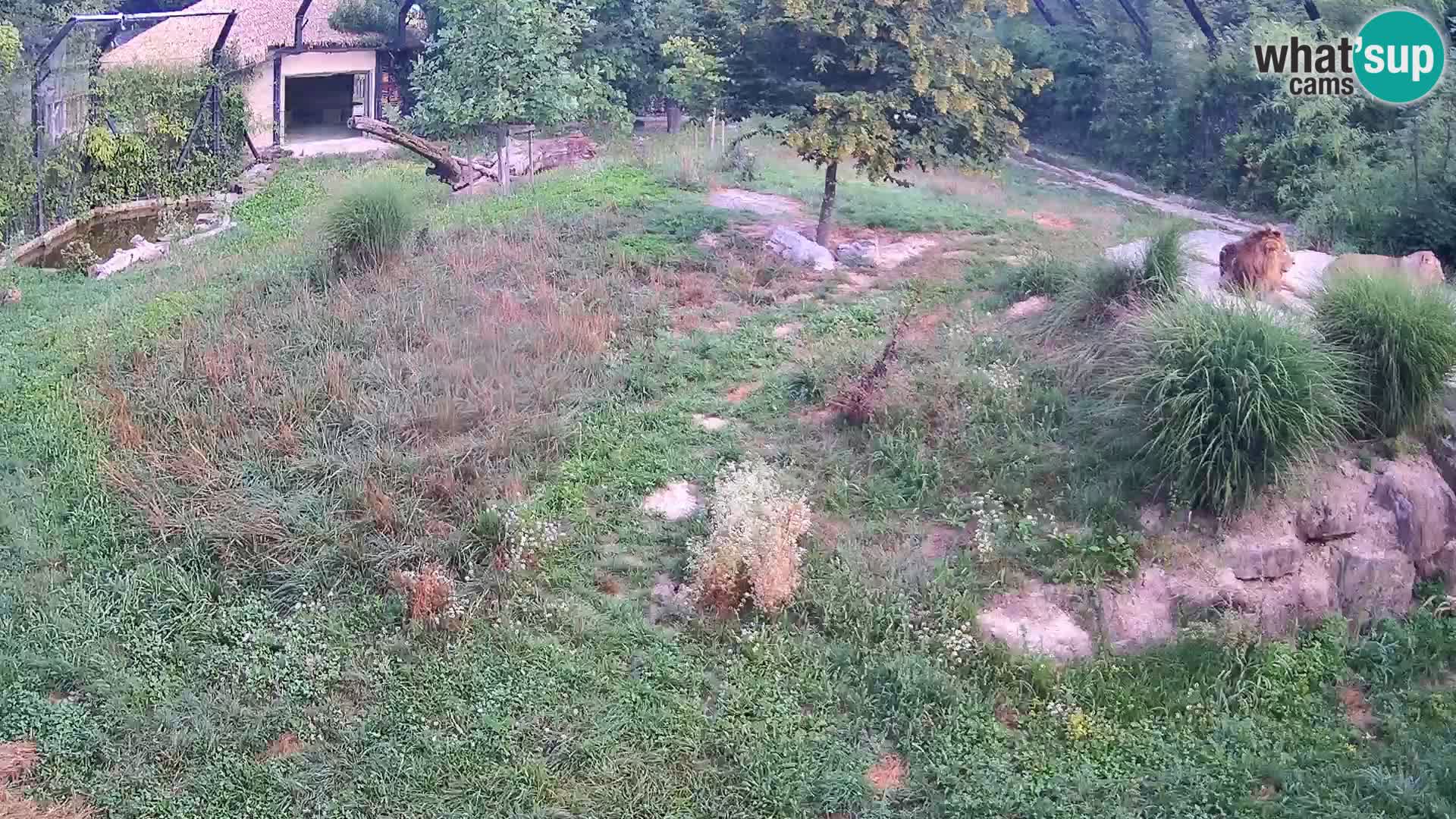 Zoo Ljubljana camera en vivo Leones
