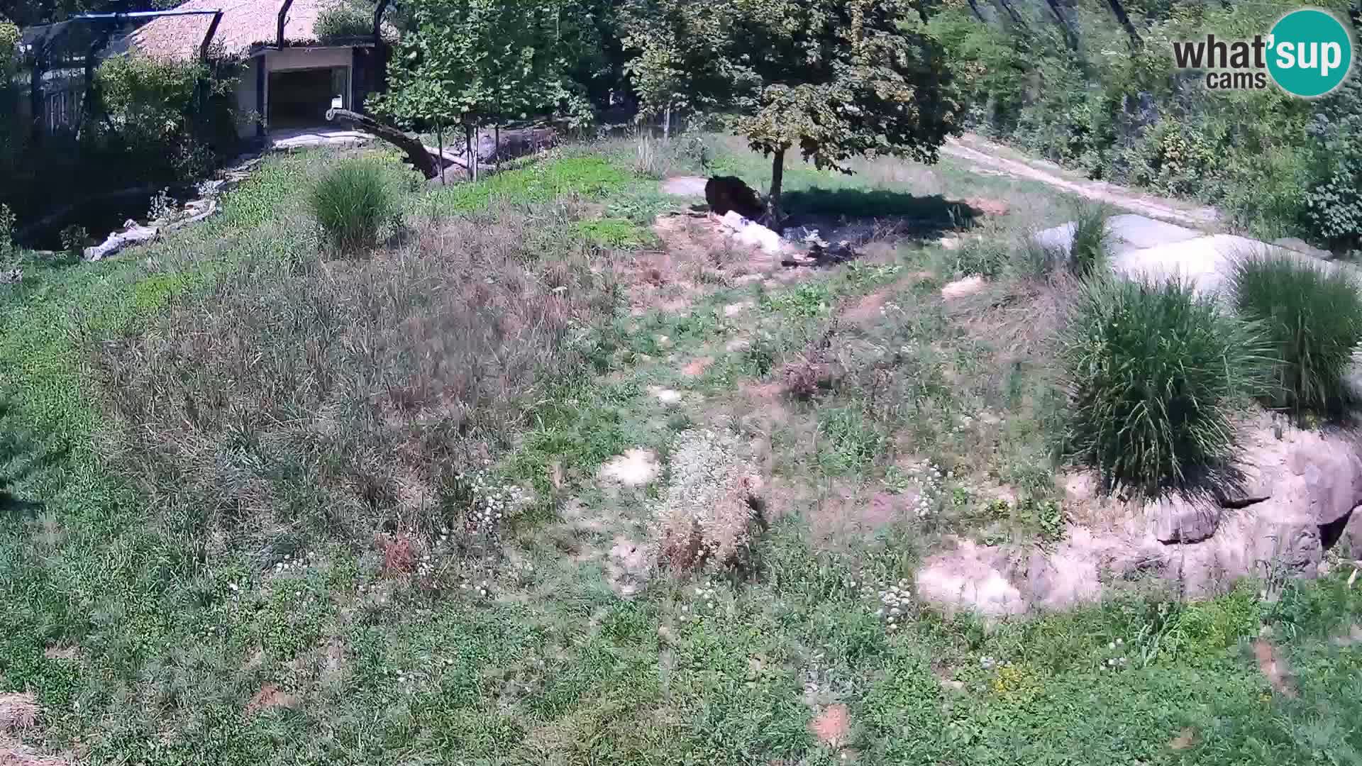 Ljubljana Zoo webcam Lion