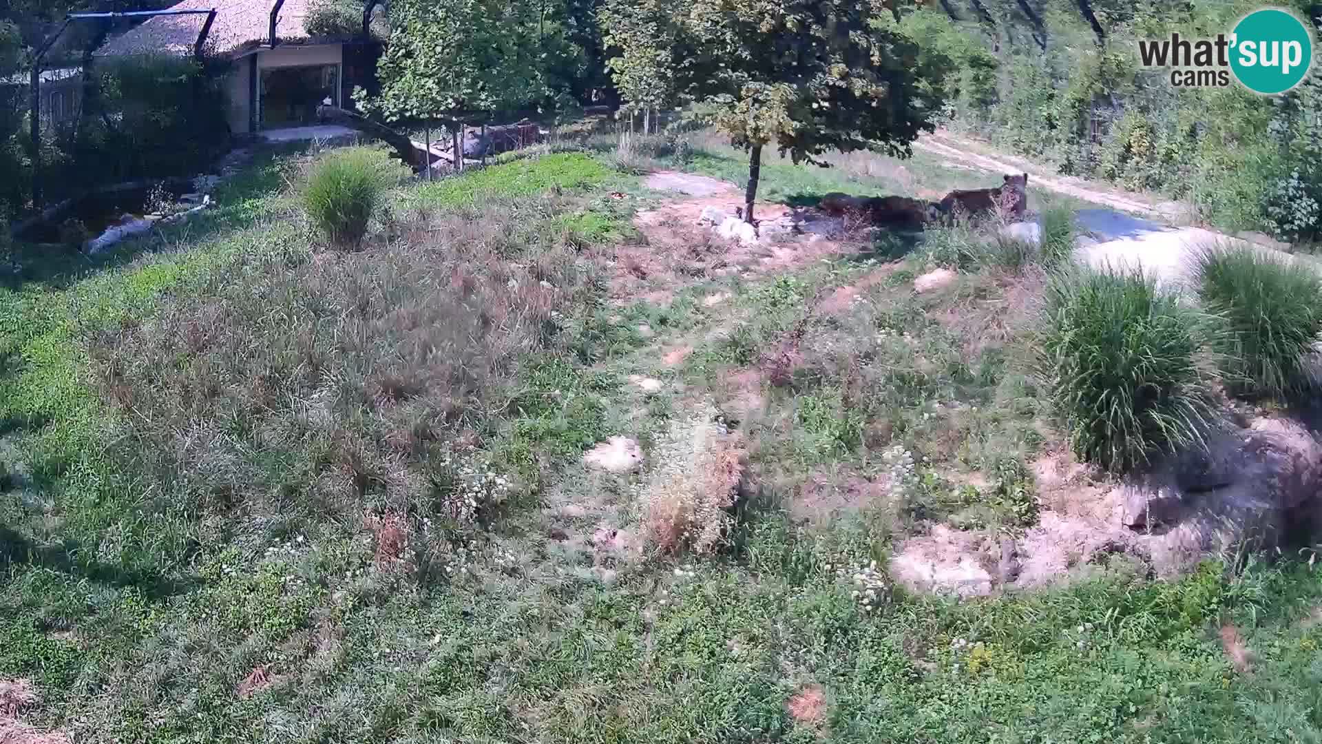 Ljubljana Zoo webcam Lion