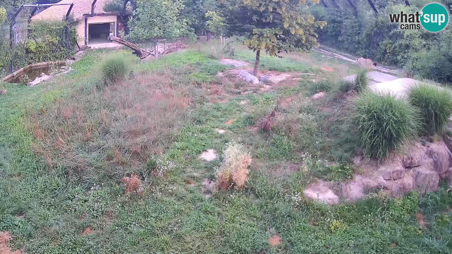 Ljubljana Zoo webcam Lion