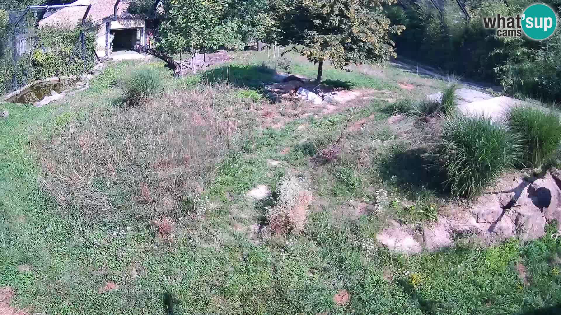Zoo Lubiana live webcam Leoni