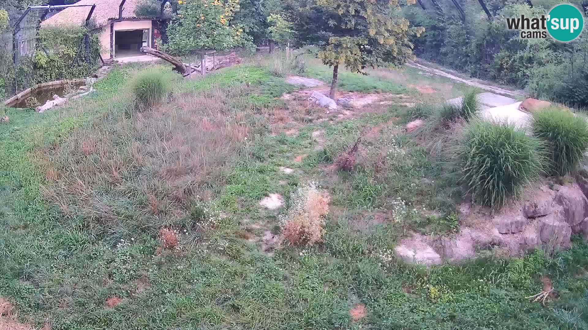 Live Ljubljana Zoo webcam Lion