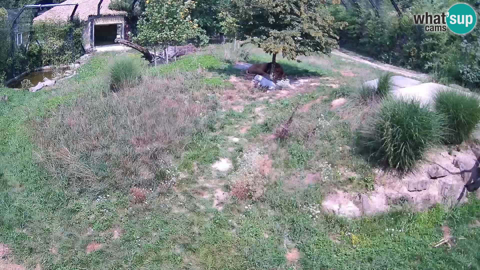 Zoo Lubiana live webcam Leoni