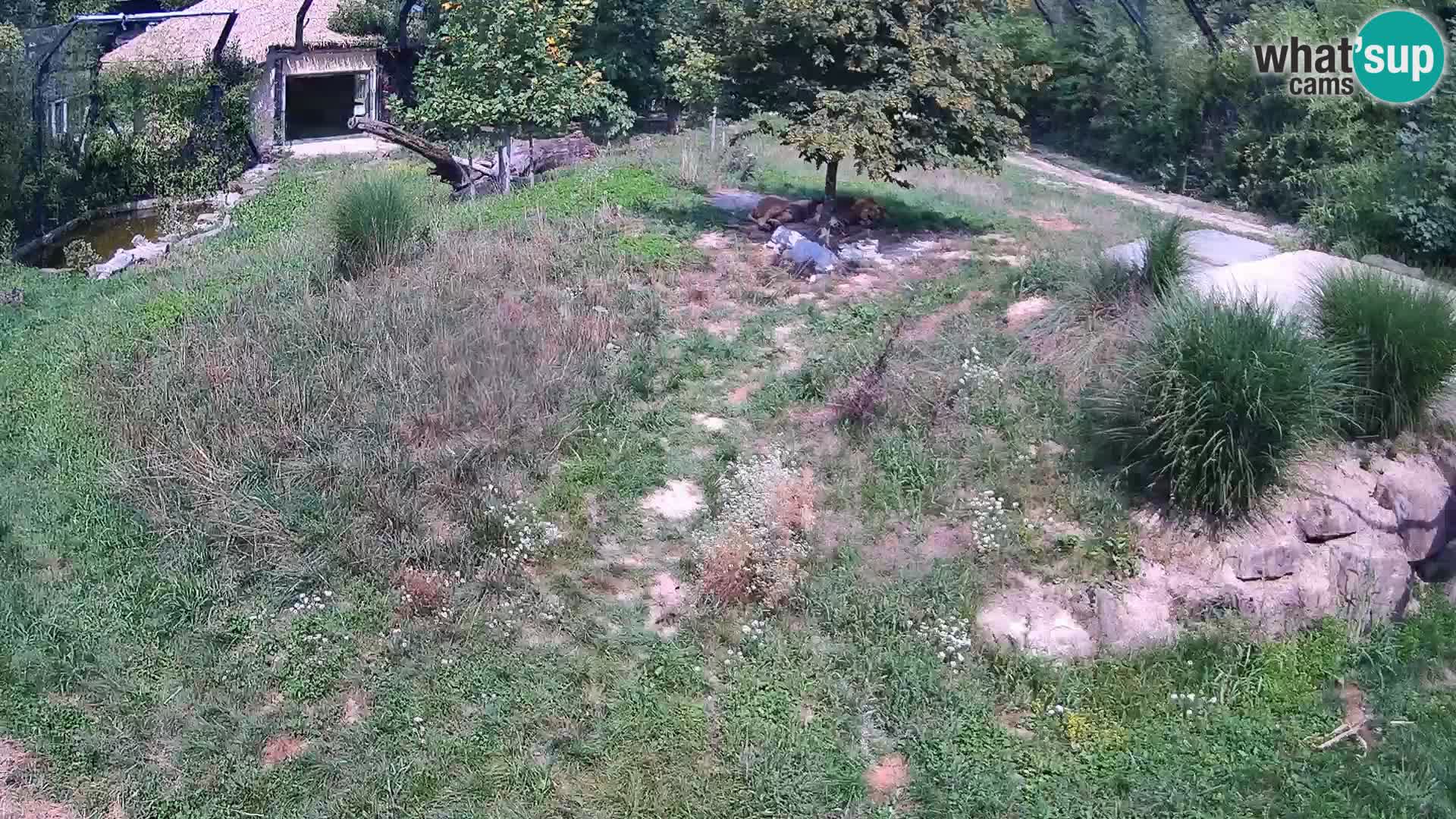 Zoo Lubiana live webcam Leoni