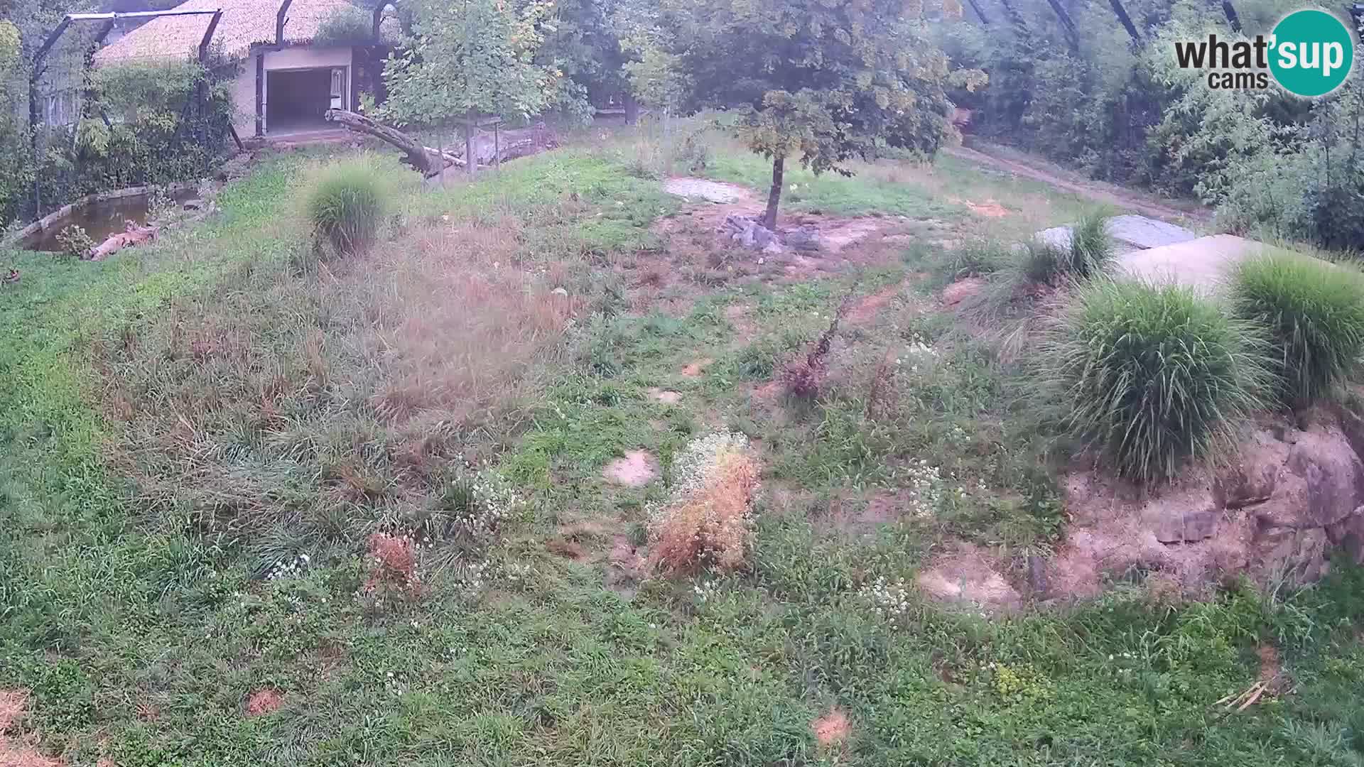 Zoo Lubiana live webcam Leoni