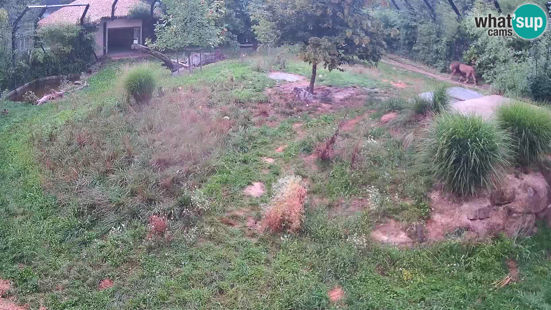 Zoo Lubiana live webcam Leoni