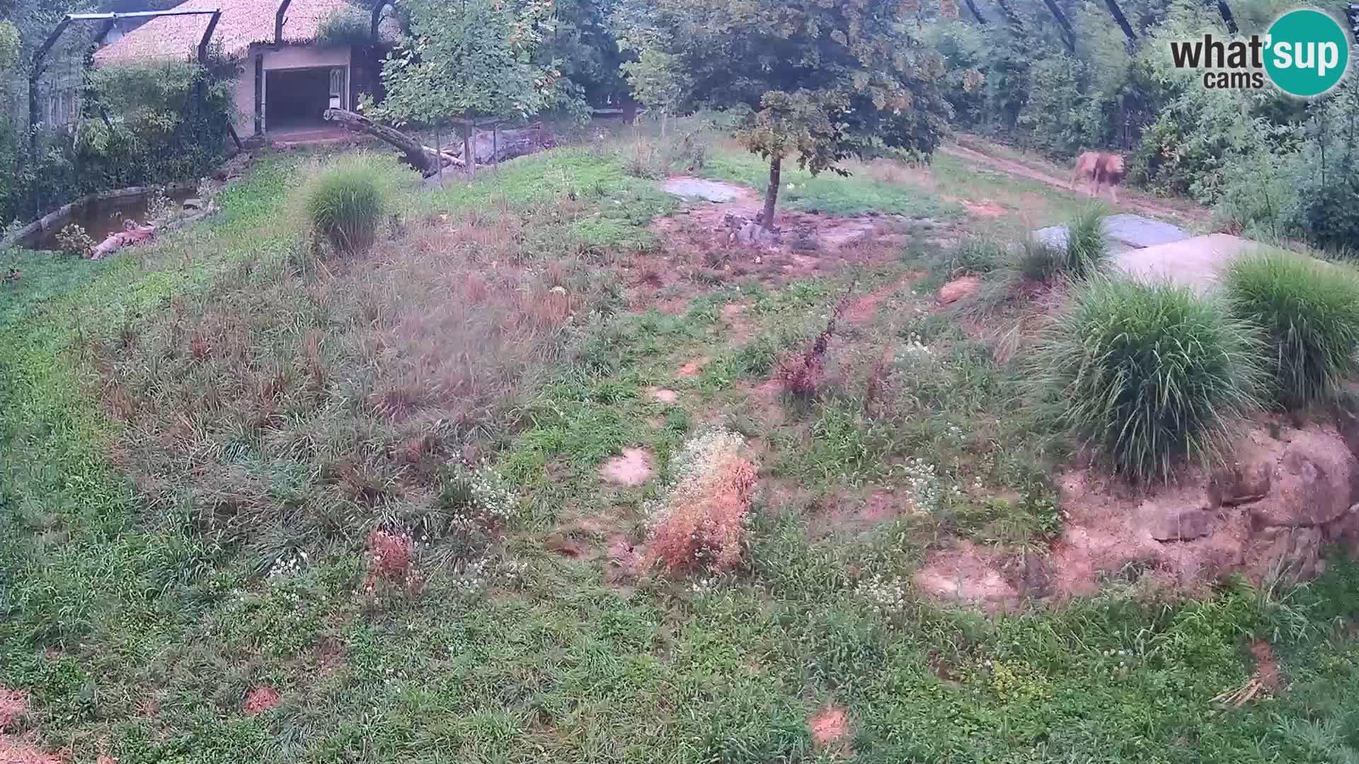 Ljubljana Zoo webcam Lion