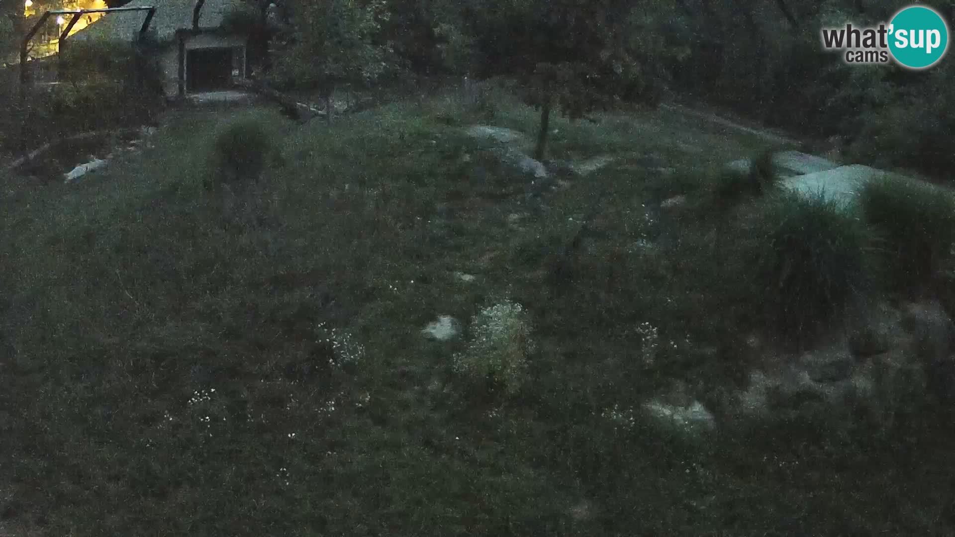 Live Ljubljana Zoo webcam Lion