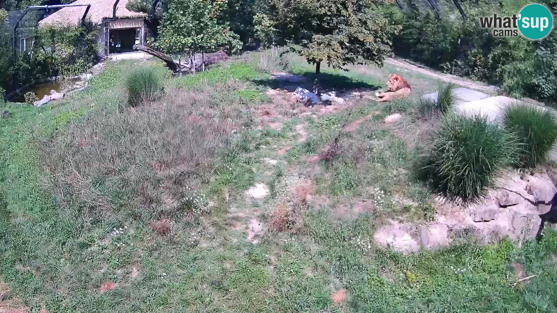 Ljubljana Zoo webcam Lion