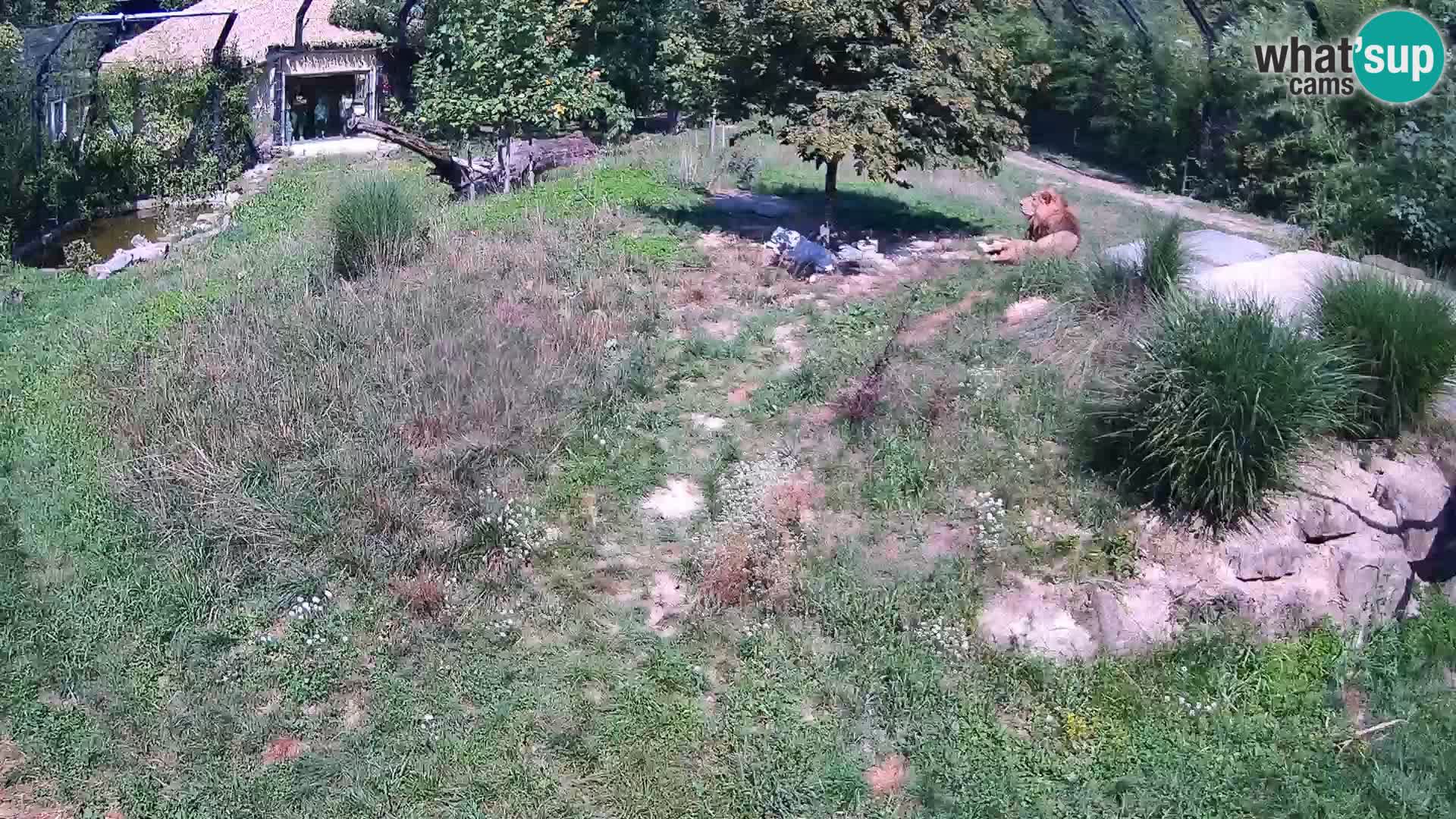 Live Ljubljana Zoo webcam Lion