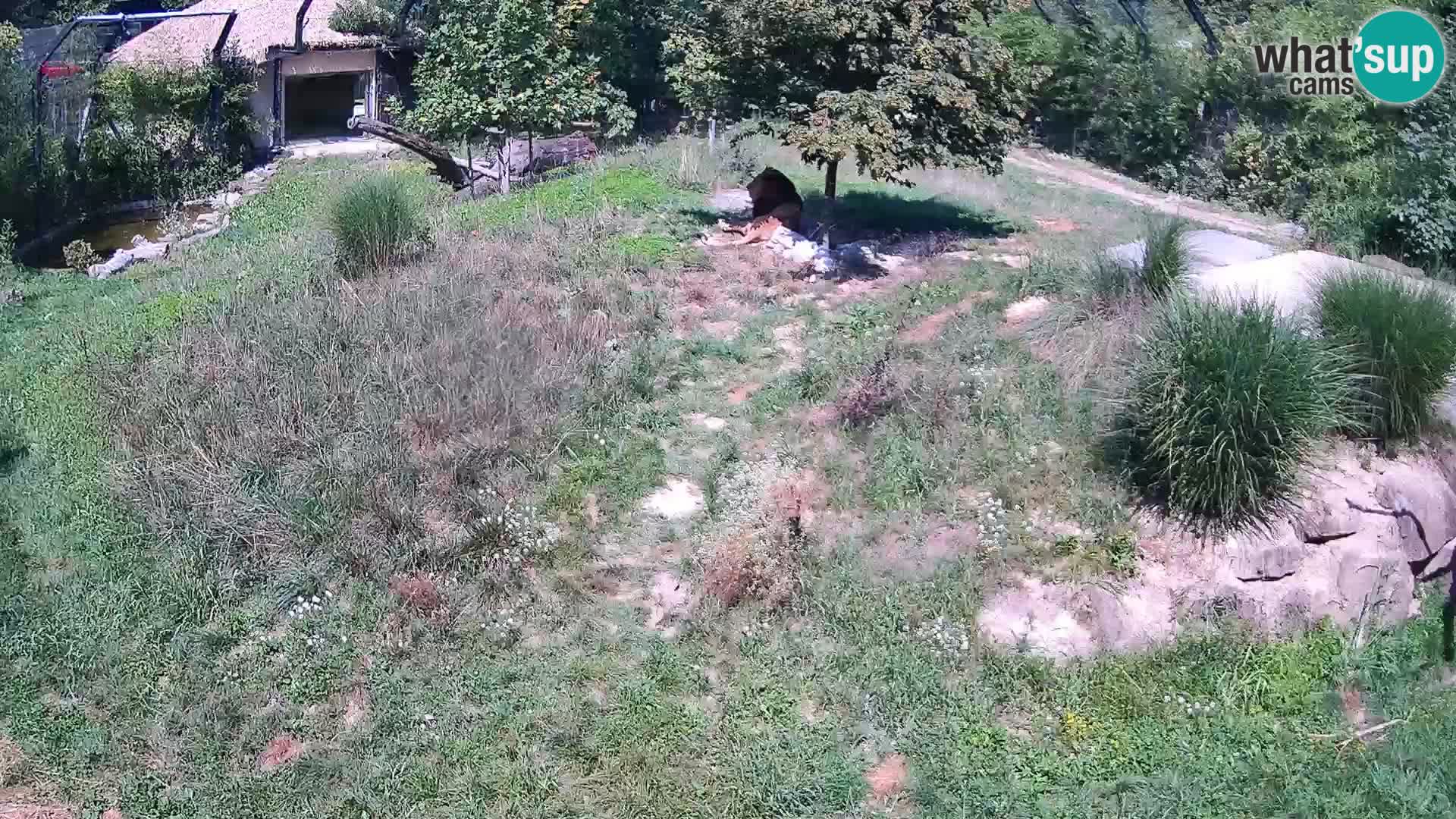 Ljubljana Zoo webcam Lion