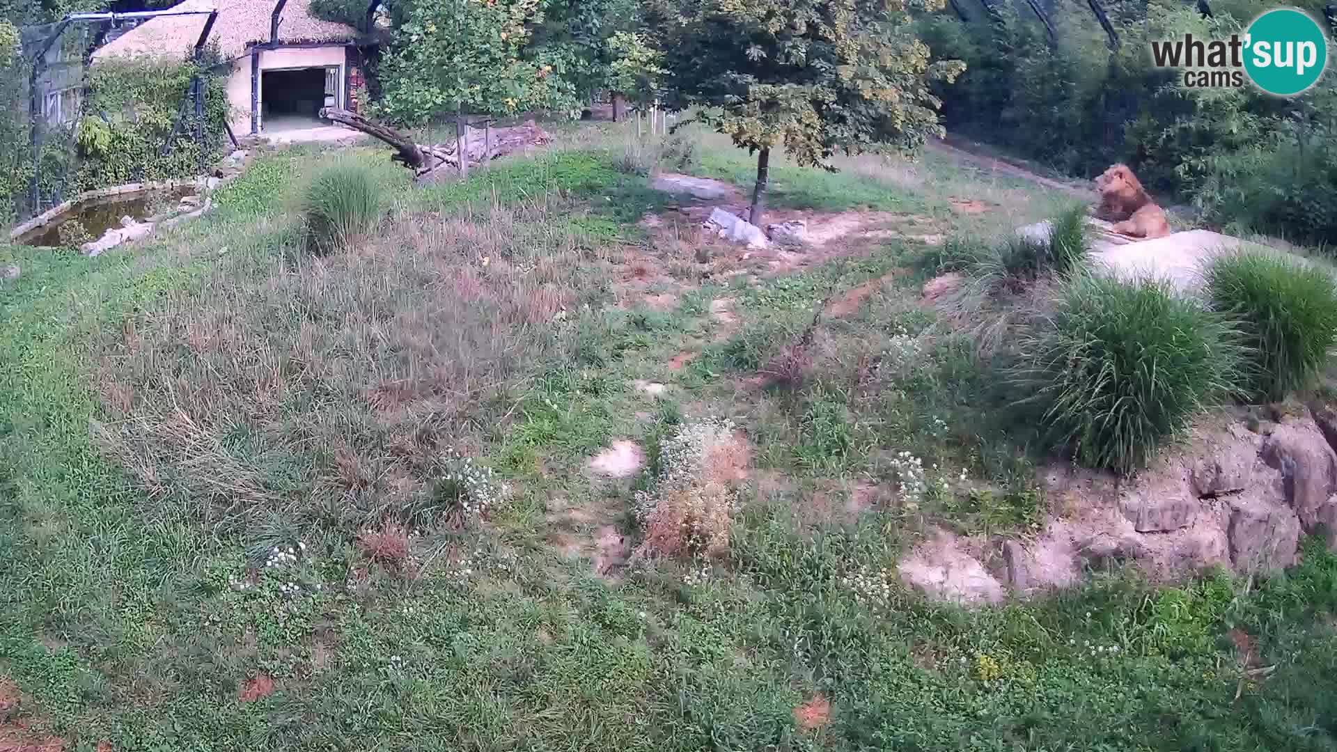 Live Ljubljana Zoo webcam Lion