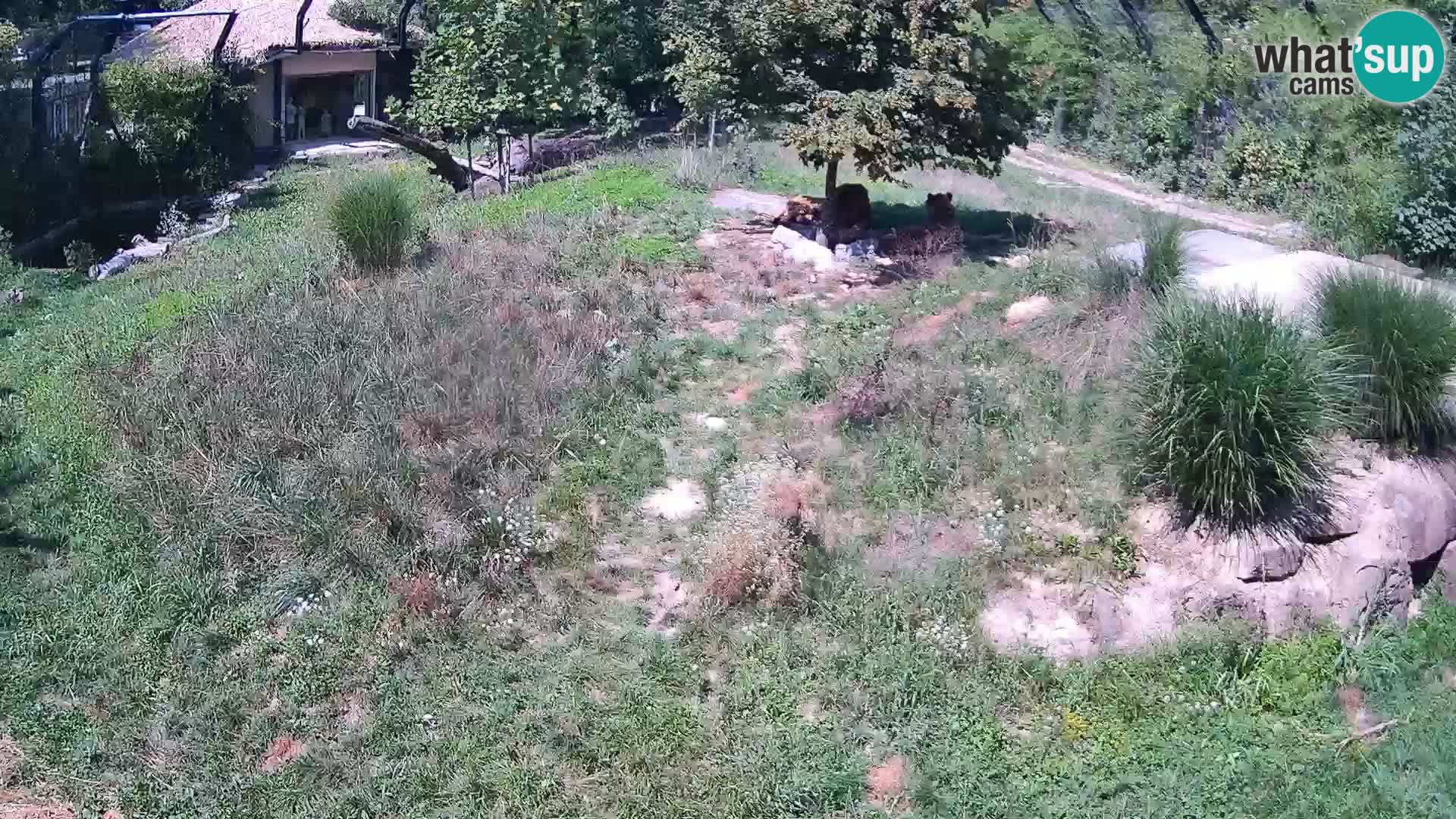 Zoo Ljubljana camera en vivo Leones