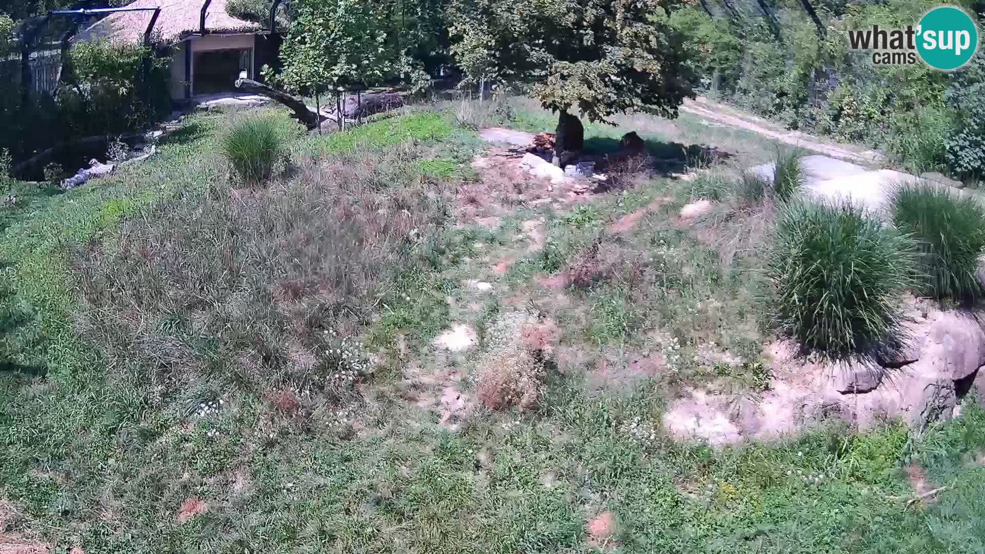 Zoo Lubiana live webcam Leoni