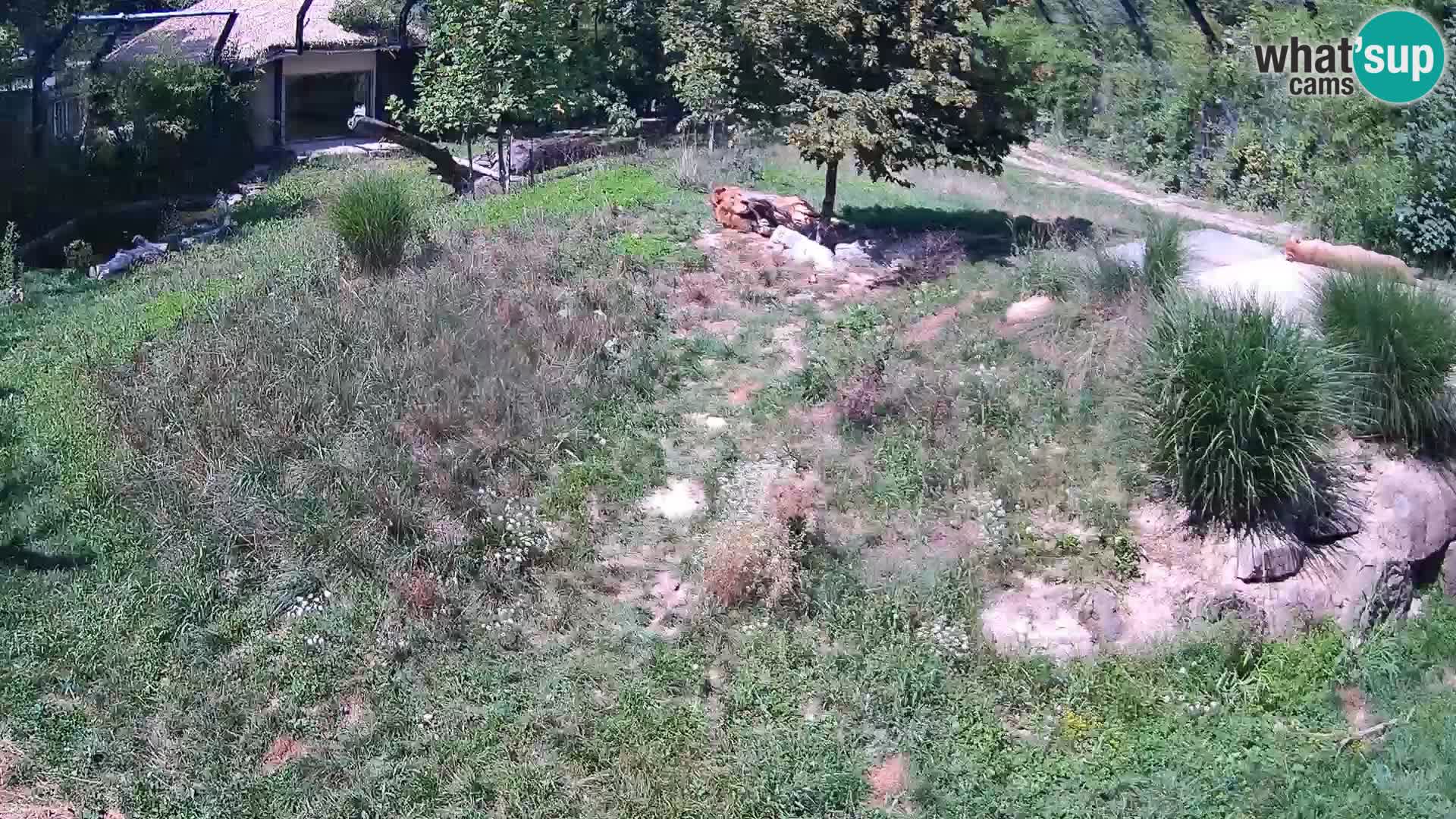 Live Ljubljana Zoo webcam Lion