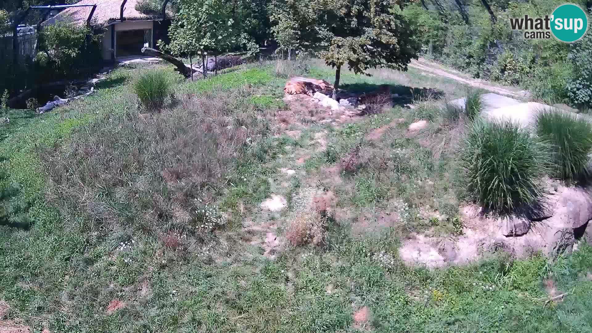 Zoo Ljubljana camera en vivo Leones