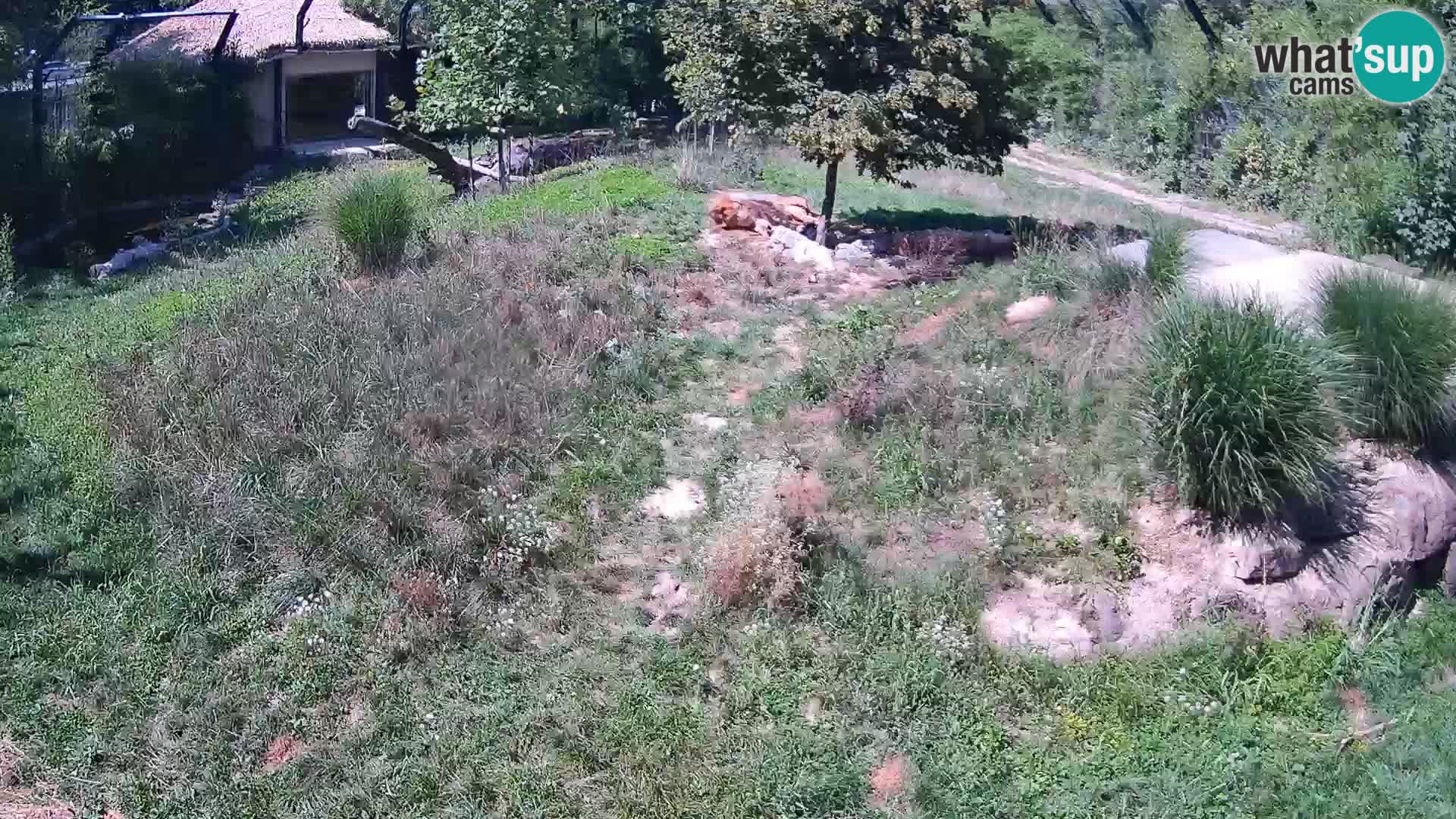 Ljubljana Zoo webcam Lion