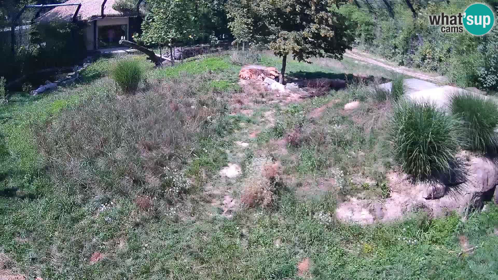 Zoo Lubiana live webcam Leoni