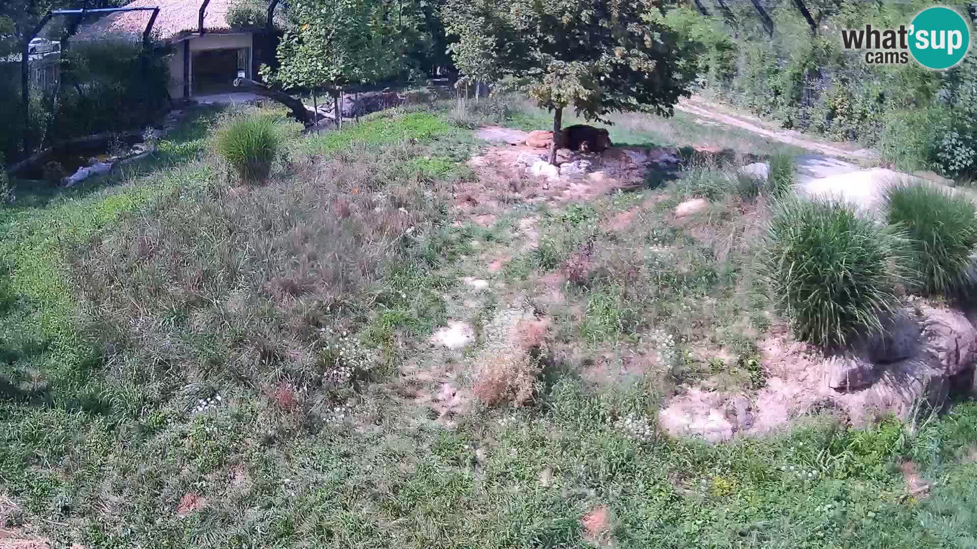 Ljubljana Zoo webcam Lion