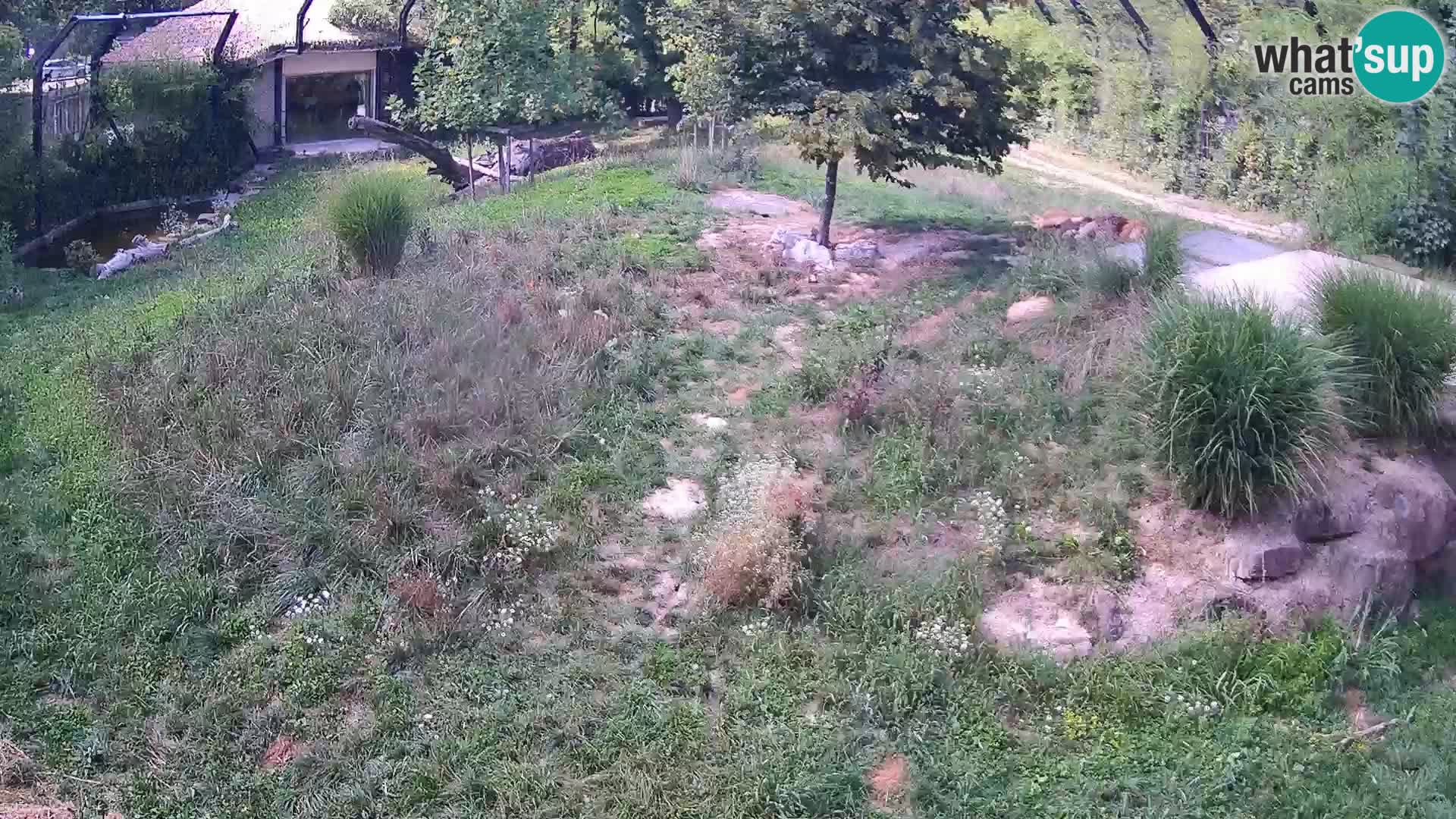 Ljubljana Zoo webcam Lion
