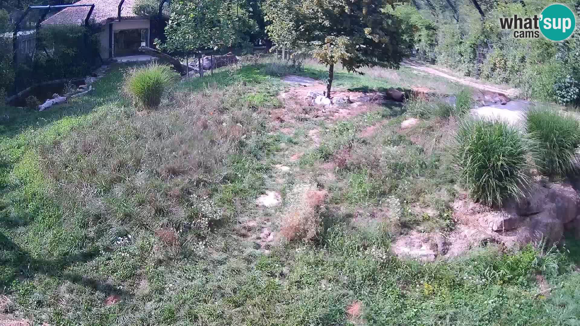 Zoo Ljubljana webcam Löwen