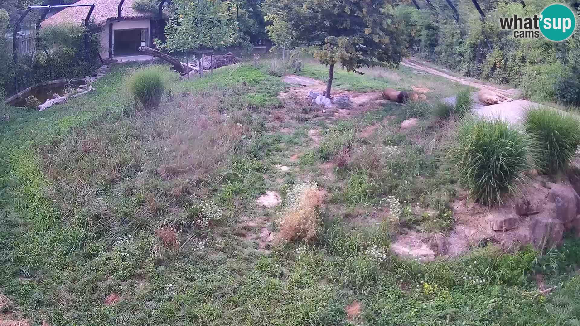 Ljubljana Zoo webcam Lion