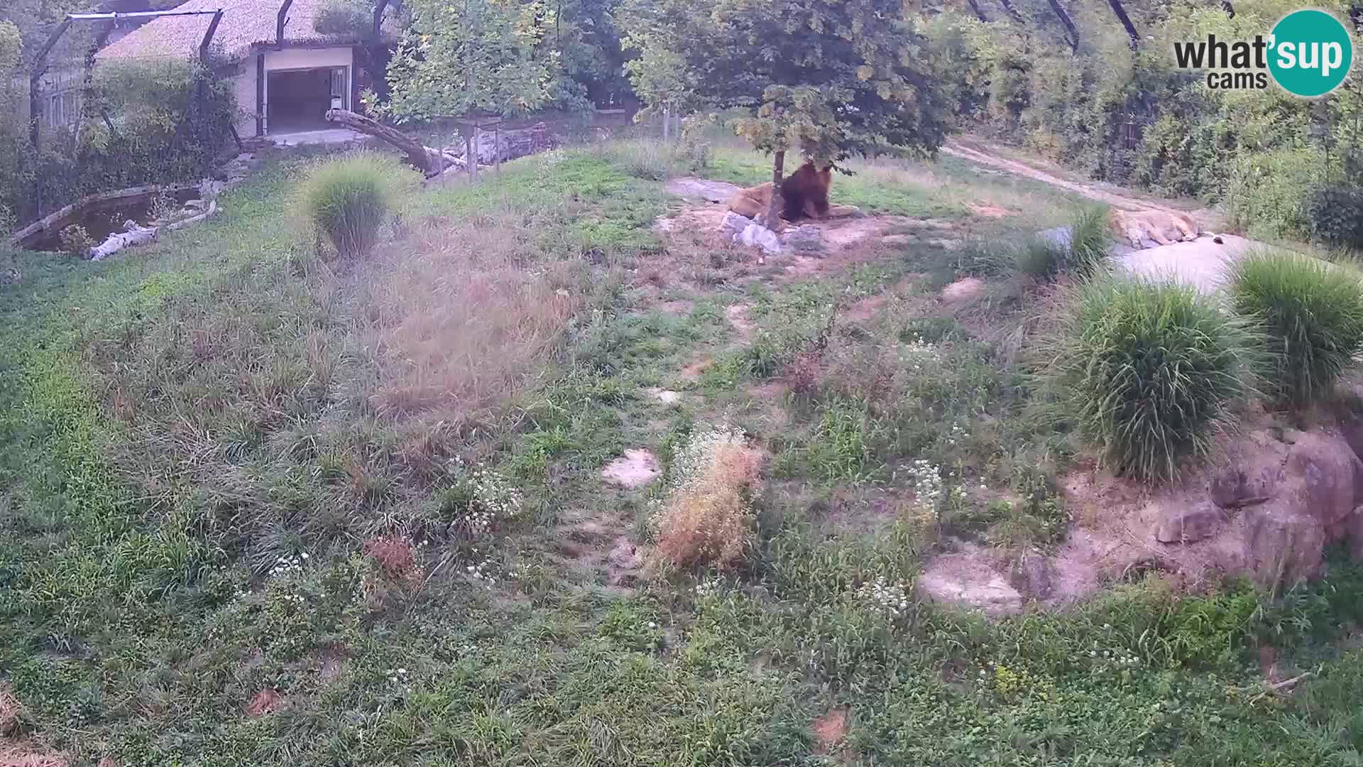 Zoo Ljubljana web kamera Lavovi