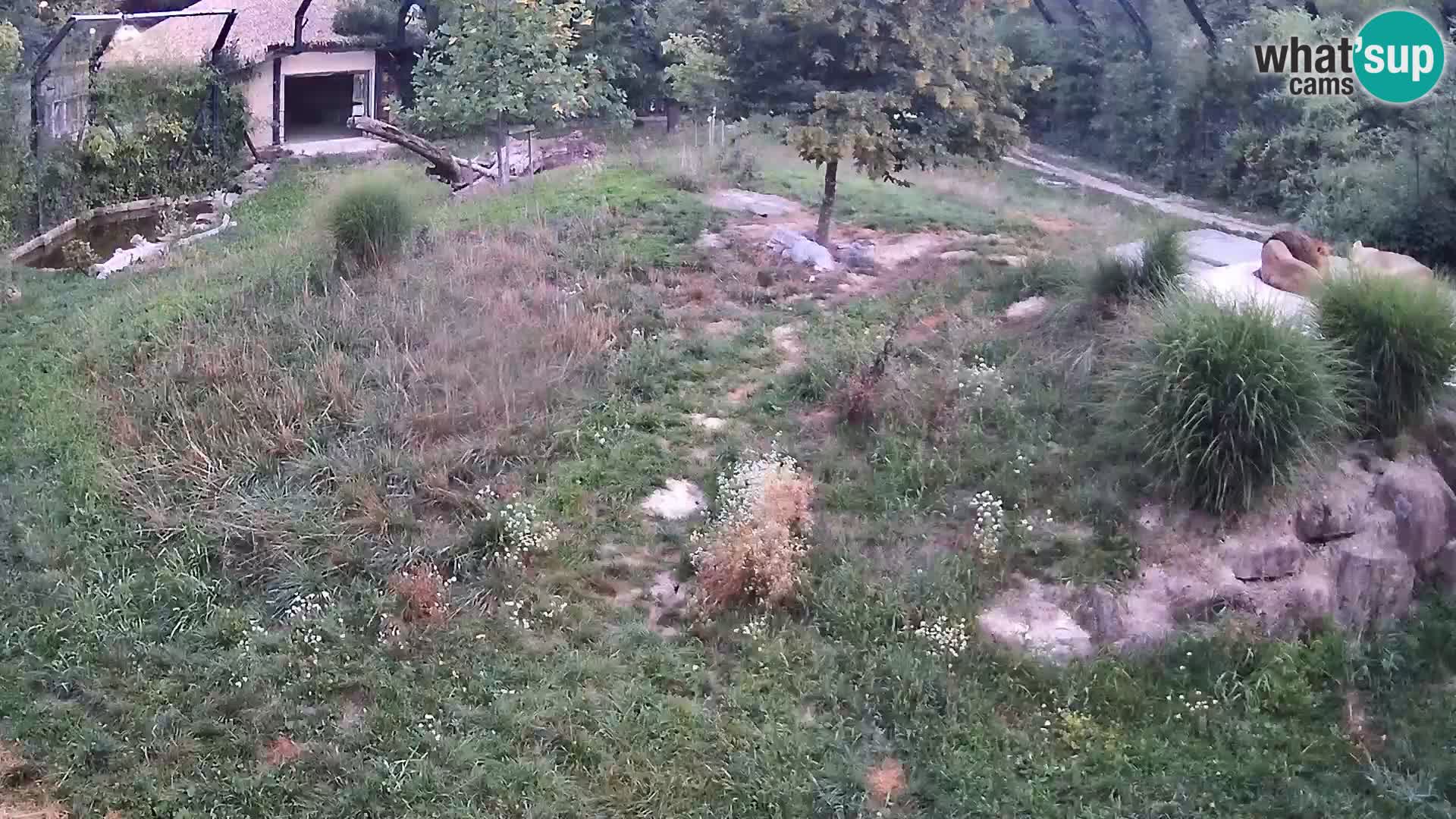 Zoo Ljubljana camera en vivo Leones