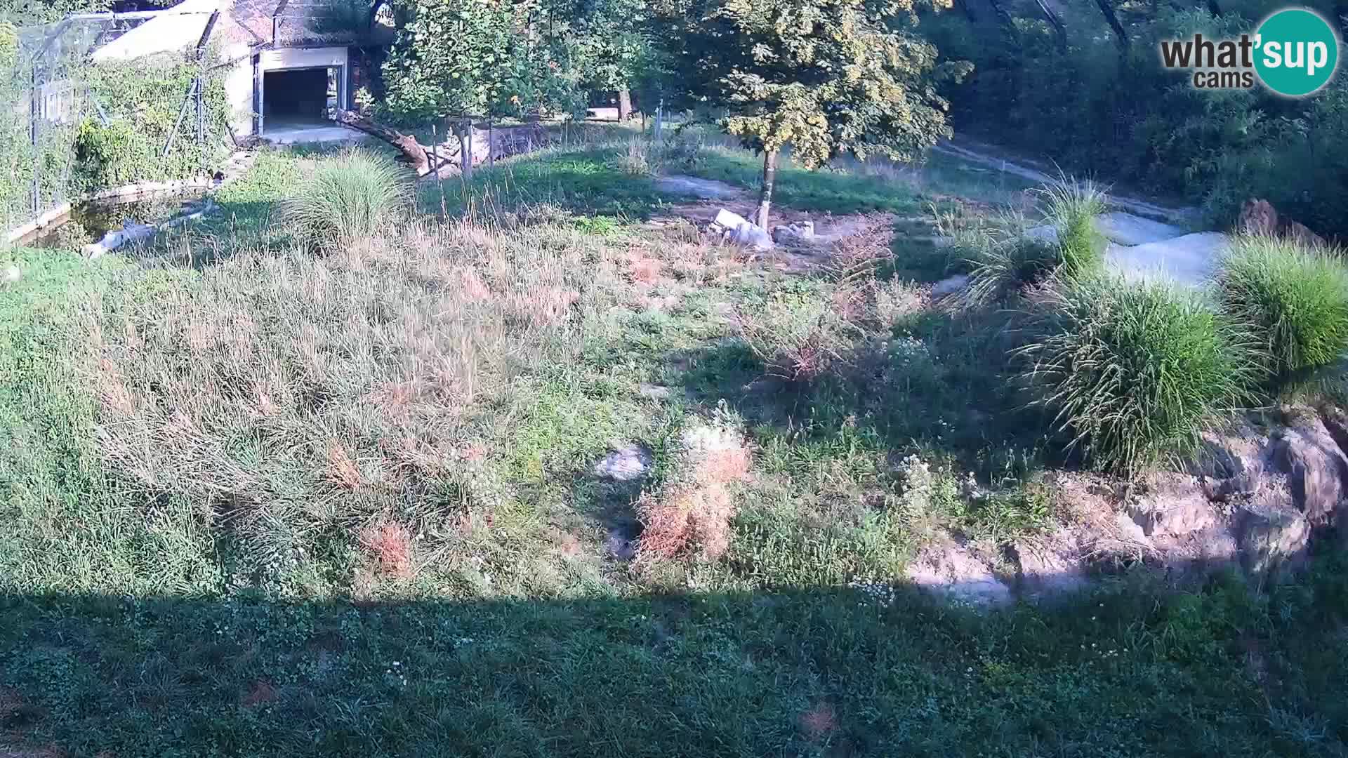 Ljubljana Zoo webcam Lion