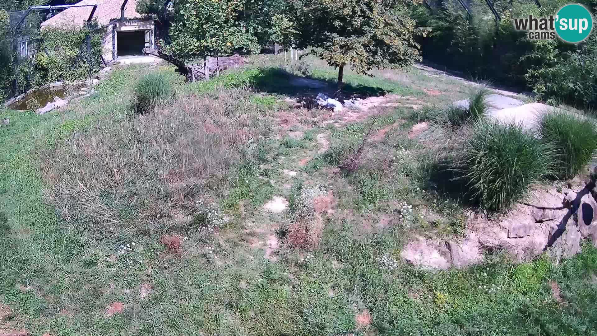 Ljubljana Zoo webcam Lion